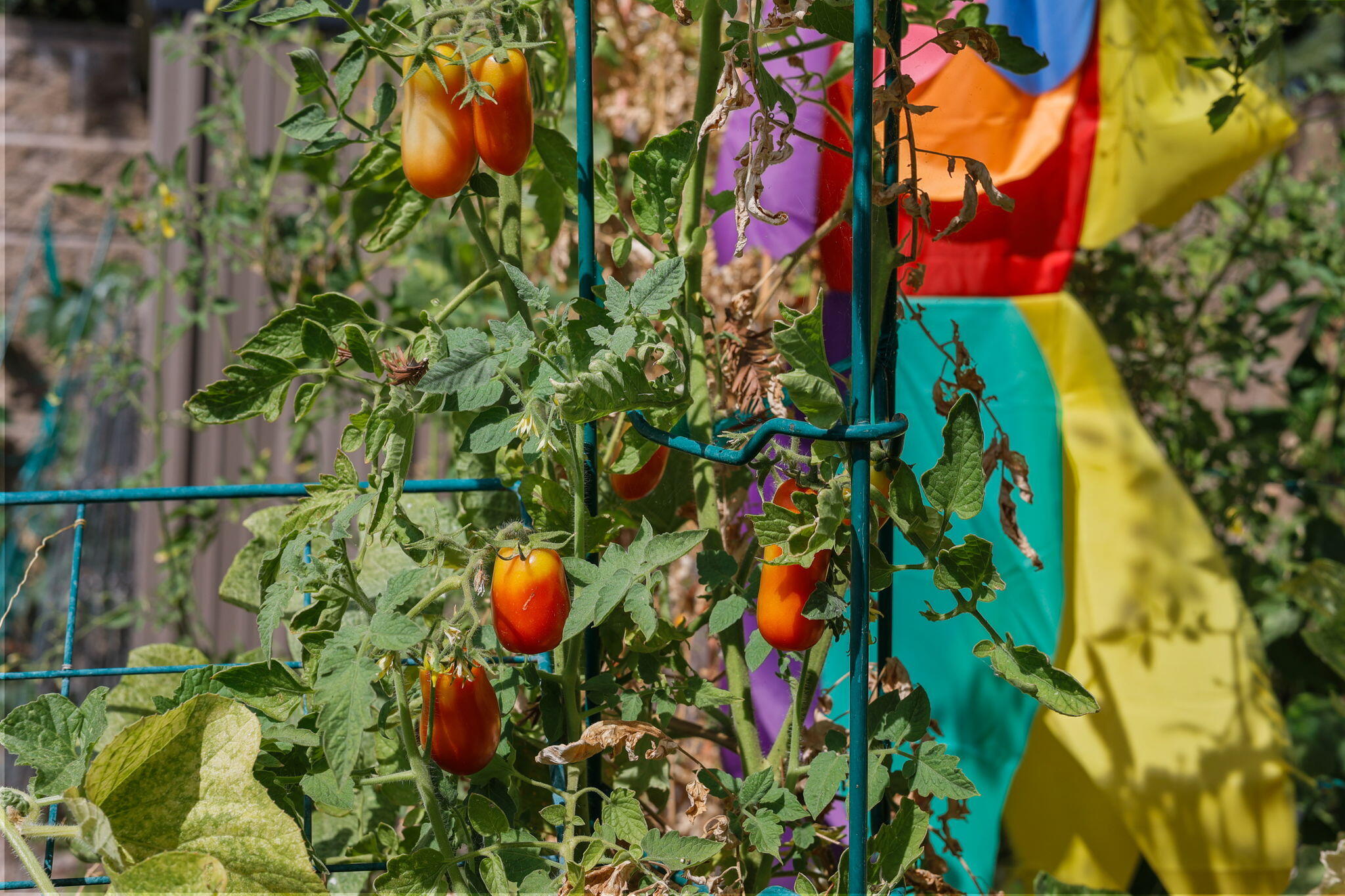 19271 Lexington Lane Redding, CA 96003 - Photo 38 of 39 a close up of a flower in a garden