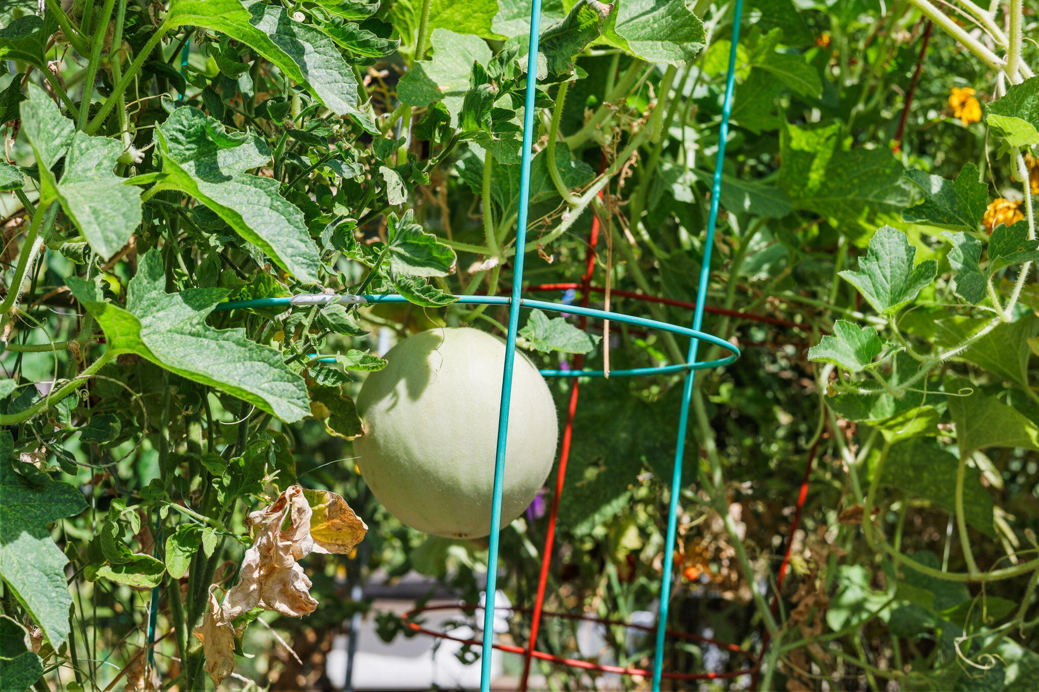 19271 Lexington Lane Redding, CA 96003 - Photo 39 of 39 a view of a plant in a garden