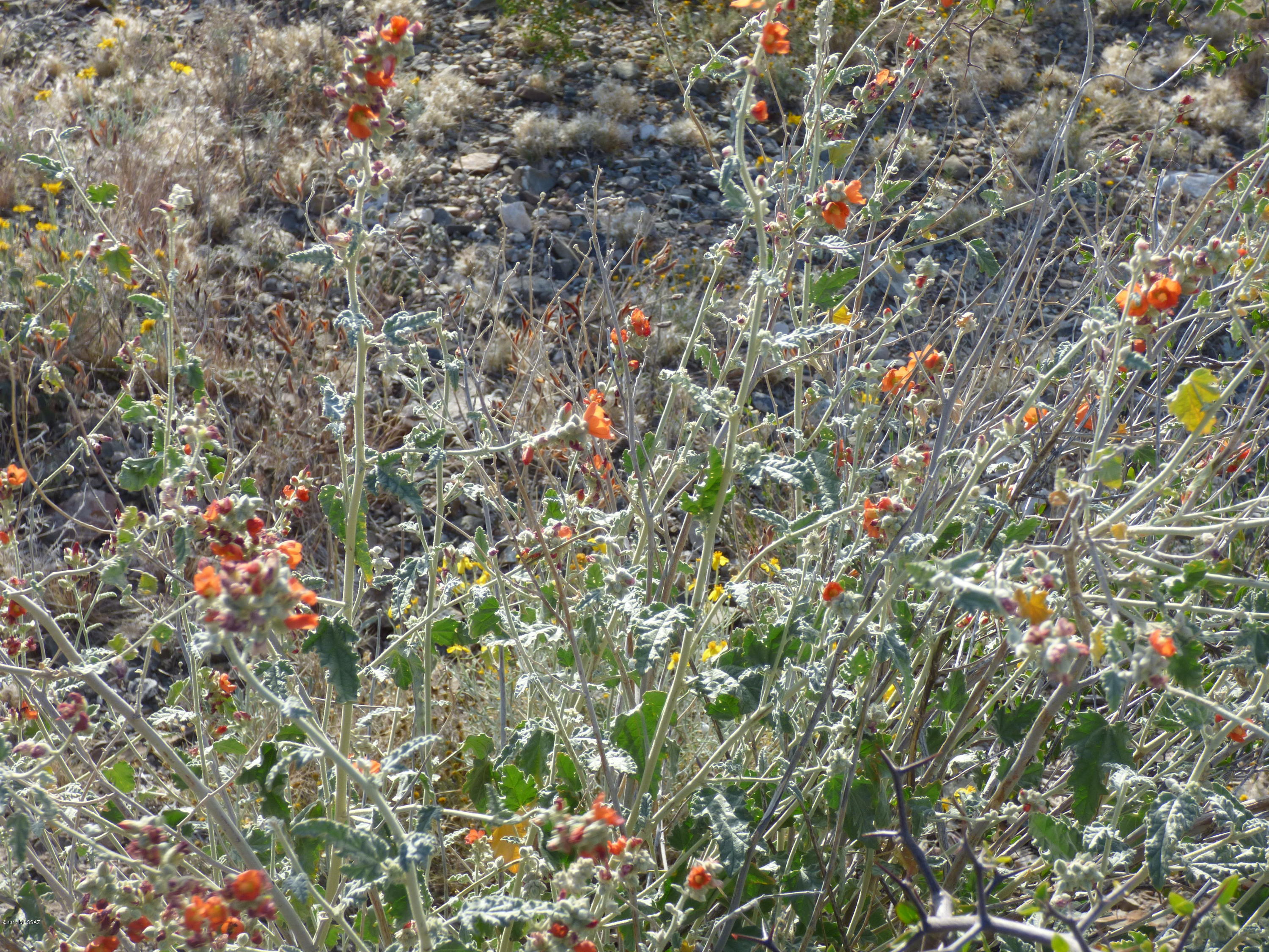 0 East Ocotillo Rim Trail North Vail, AZ 85641 - Photo 6 of 9