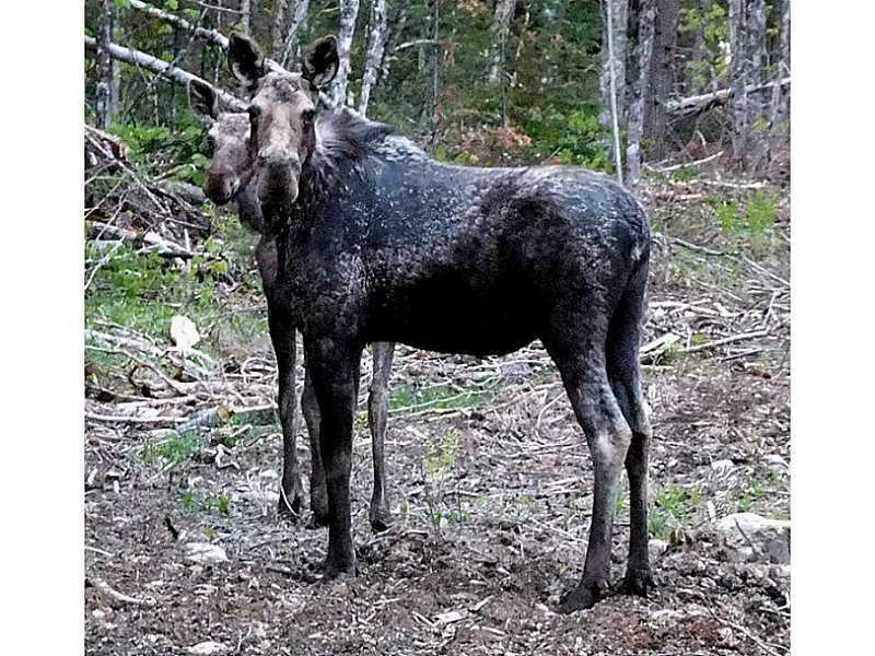 834 Calais Road Houlton, ME 04730 - Photo 34 of 35 Other. Meet Your Neighbors! Say Cheese.