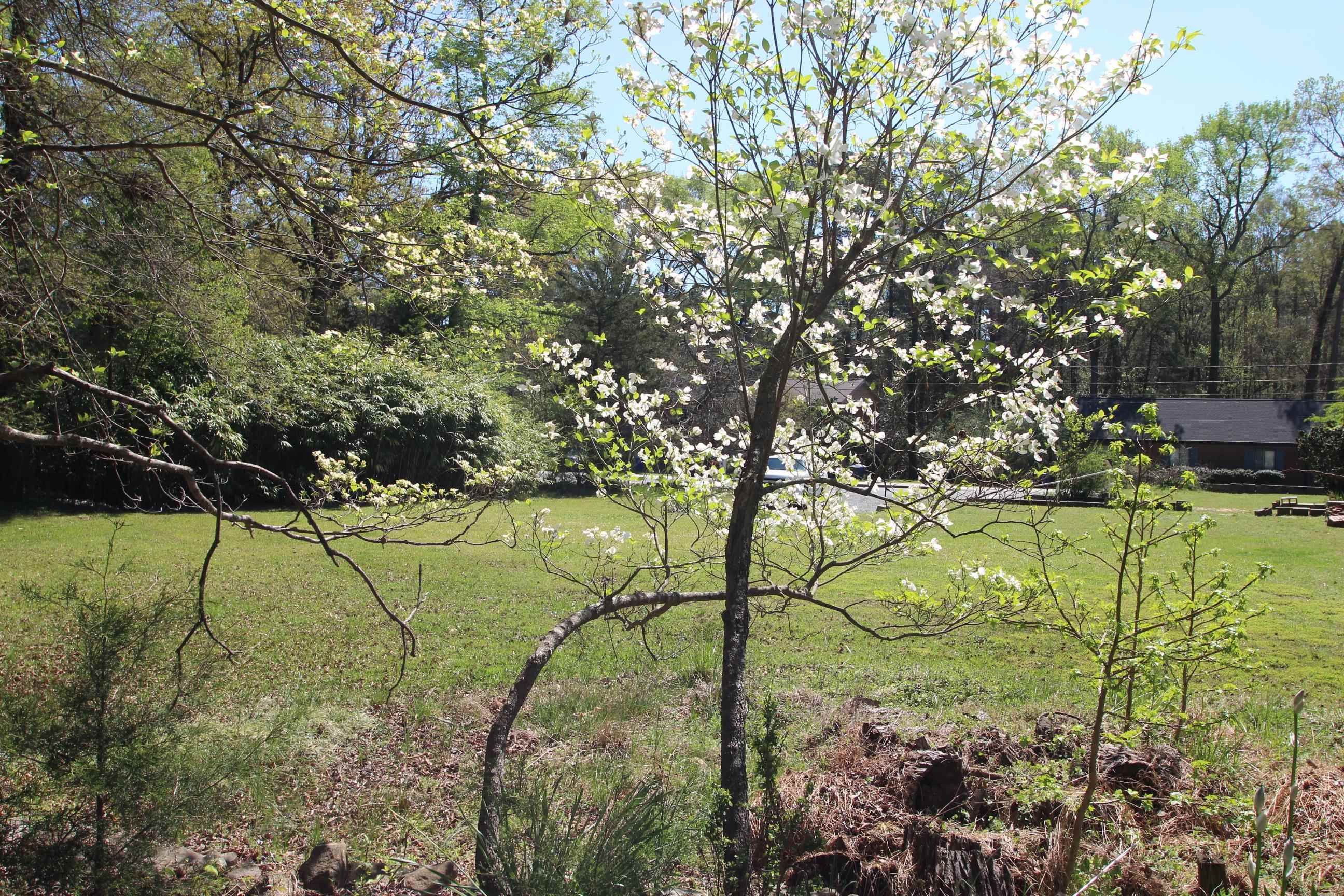 116 Pine Street Carrboro, NC 27510 - Photo 57 of 66 Photo 57