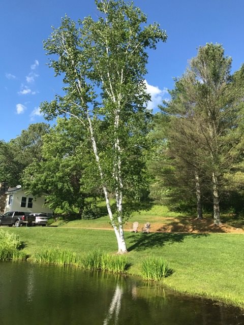 1329 Mad Tom Road Dorset, VT 05253 - Photo 24 of 28 Gallery Image 24