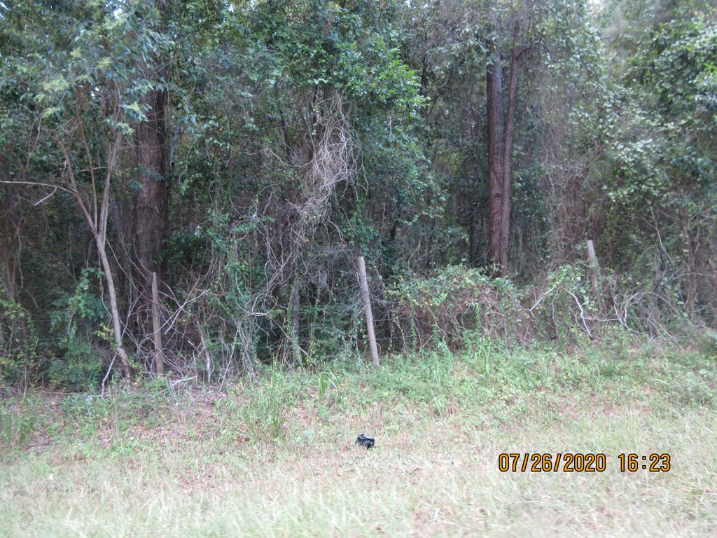 2-ac Old River Road Elloree, SC 29047 - Photo 3 of 4