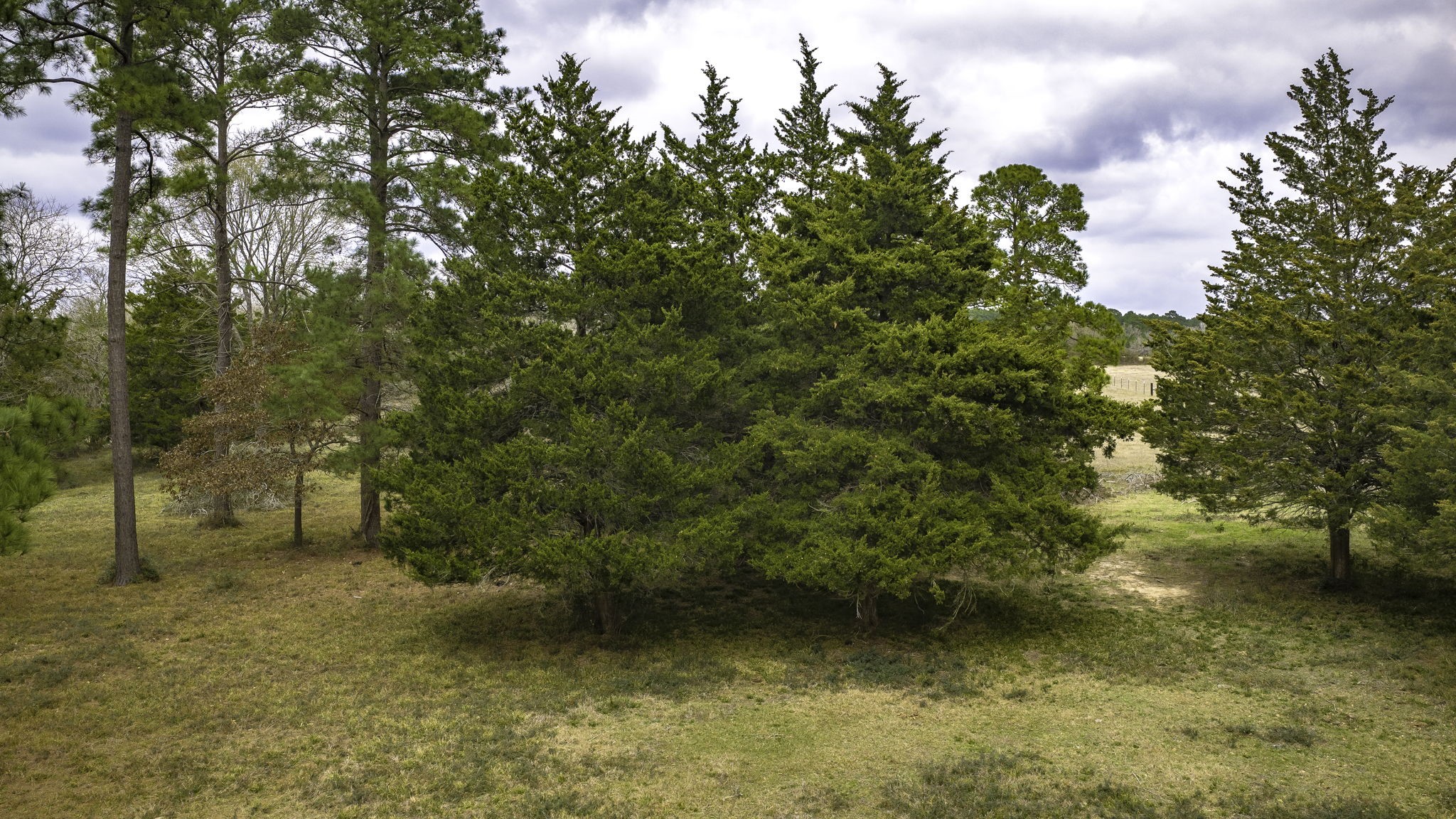24784 Bailey Grove Road Montgomery, TX 77356 - Photo 17 of 25 a view of a yard with plants and trees