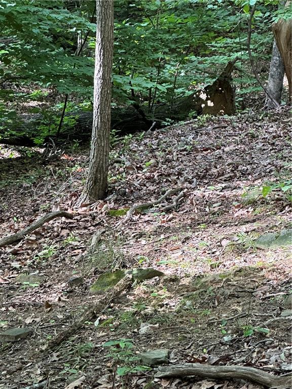 1225 Oglethorpe Road Jasper, GA 30143 - Photo 22 of 37 a view of a yard with plants and large tree
