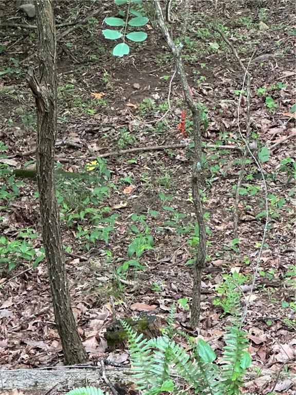 1225 Oglethorpe Road Jasper, GA 30143 - Photo 37 of 37 a view of a forest with a tree