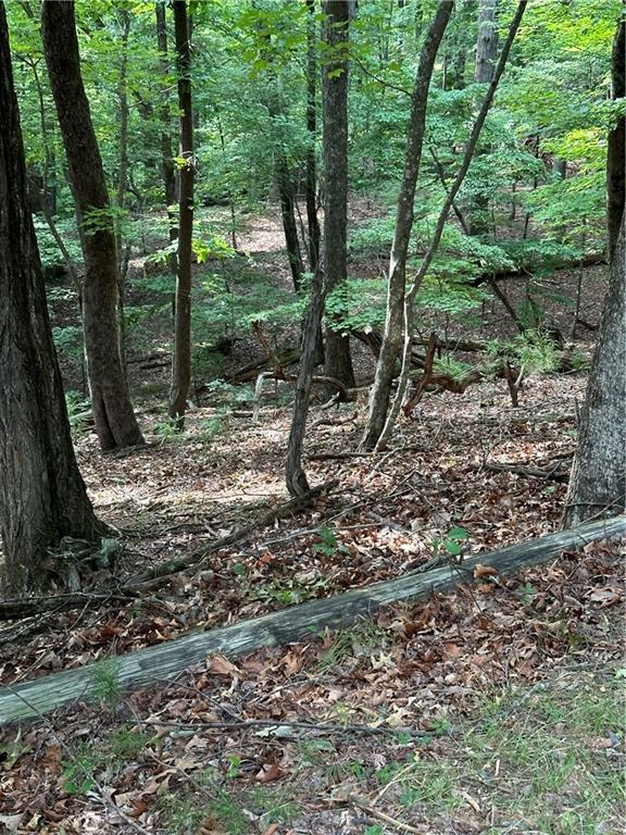 1225 Oglethorpe Road Jasper, GA 30143 - Photo 4 of 37 a view of a forest with large trees