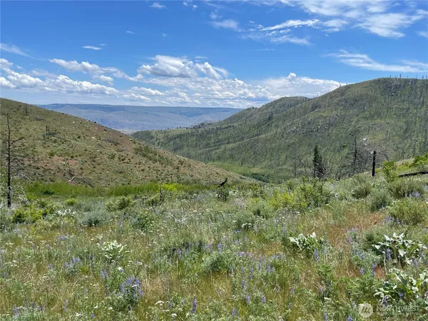 a view of a lush green forest with mountains in the background