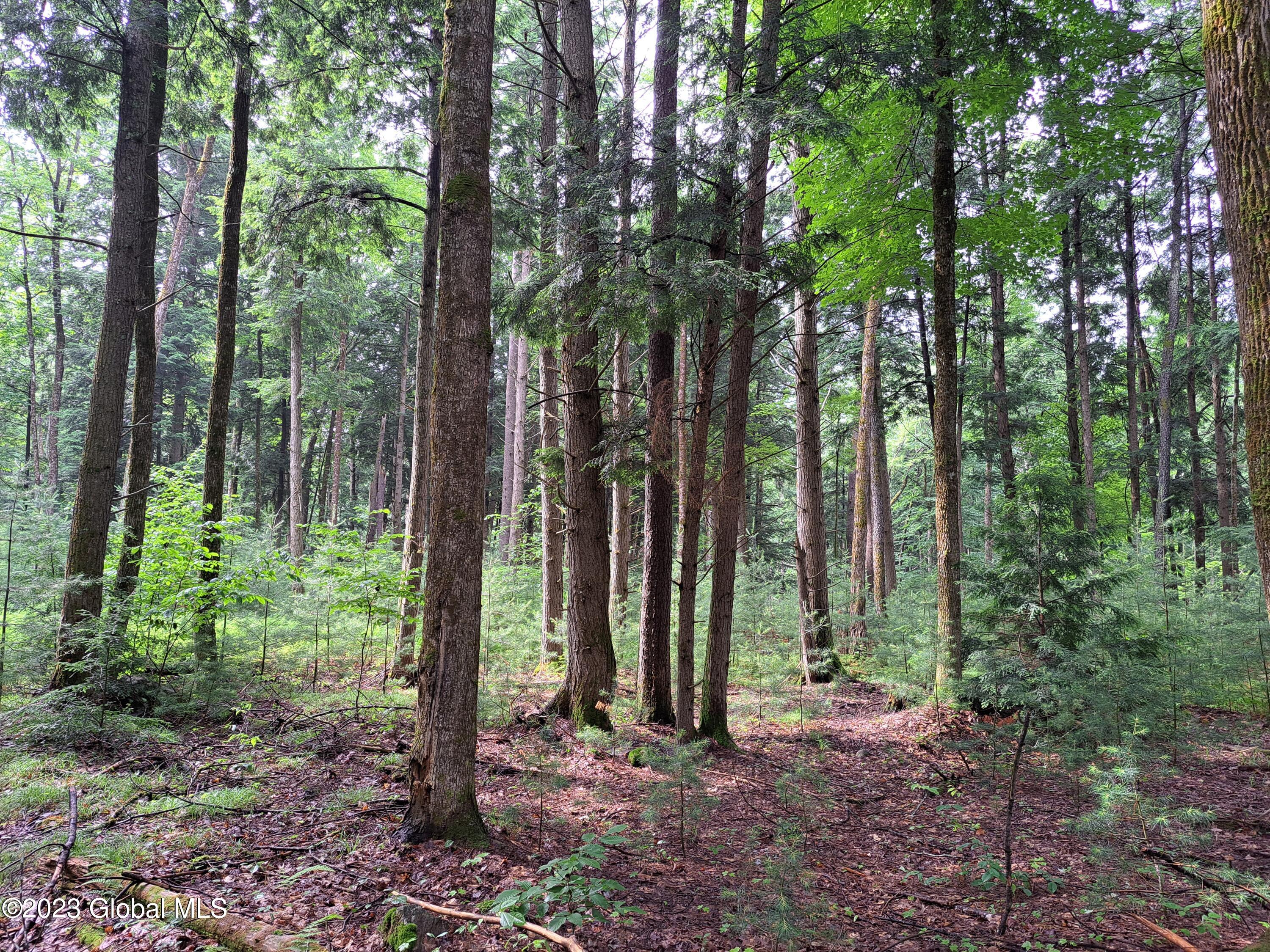 13.2 Friends Lake Road Chestertown, NY 12817 - Photo 17 of 78 16 Mature Trees and Saplings