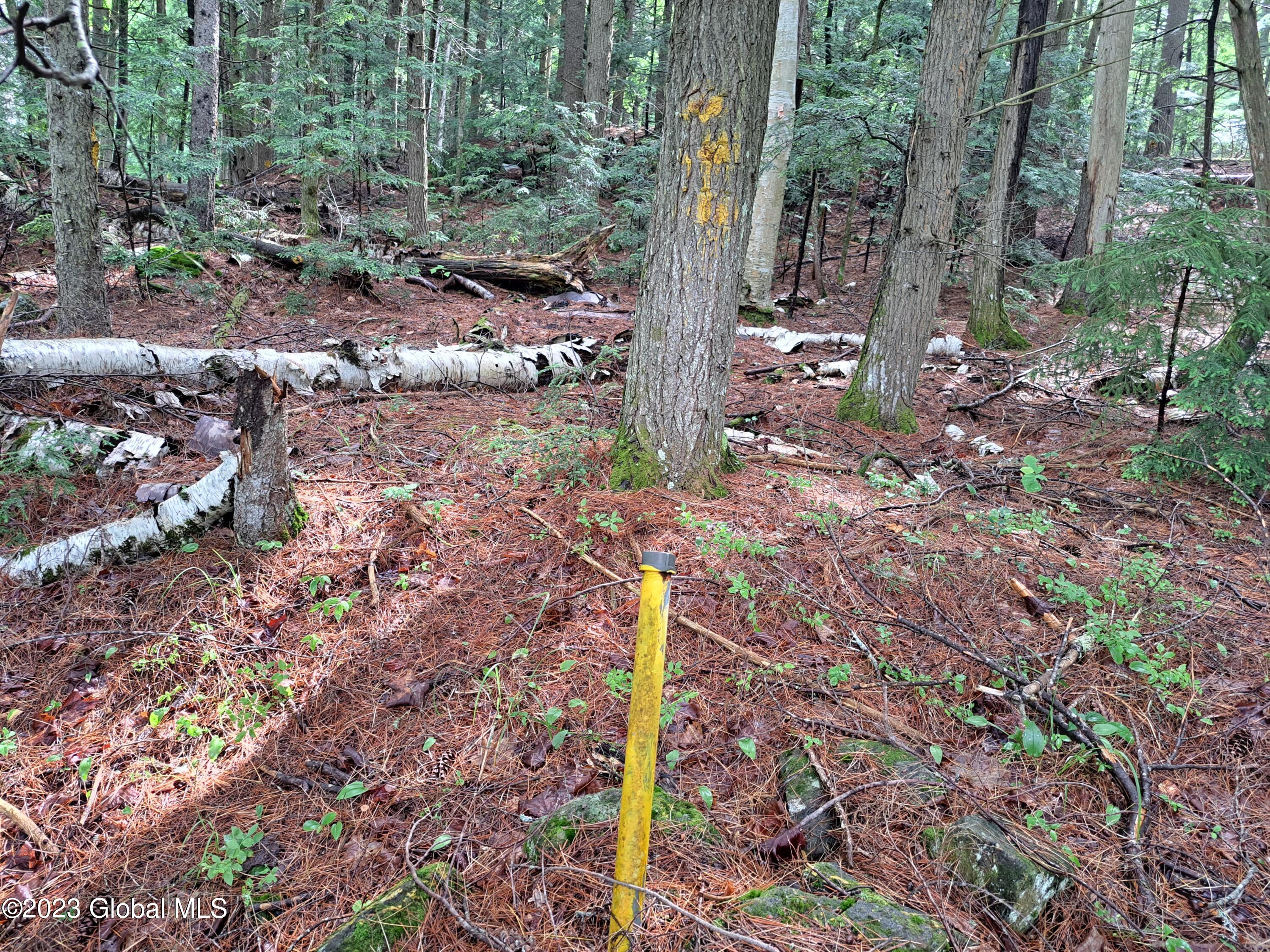 13.2 Friends Lake Road Chestertown, NY 12817 - Photo 18 of 78 17 Boundary Marker Along State Line