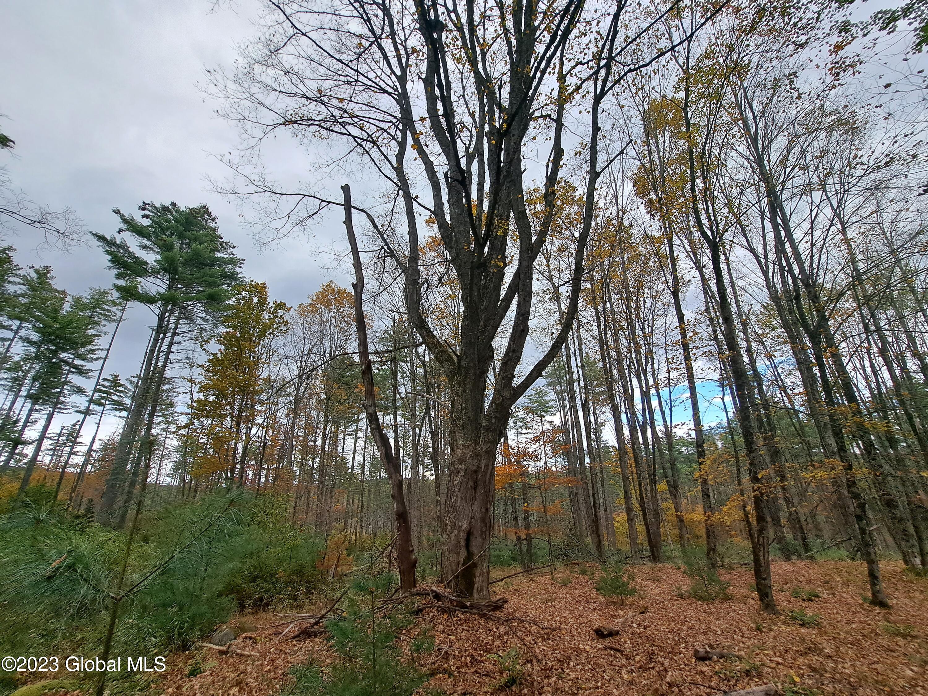 13.2 Friends Lake Road Chestertown, NY 12817 - Photo 27 of 78 26 Door-Yard Sugar Maple