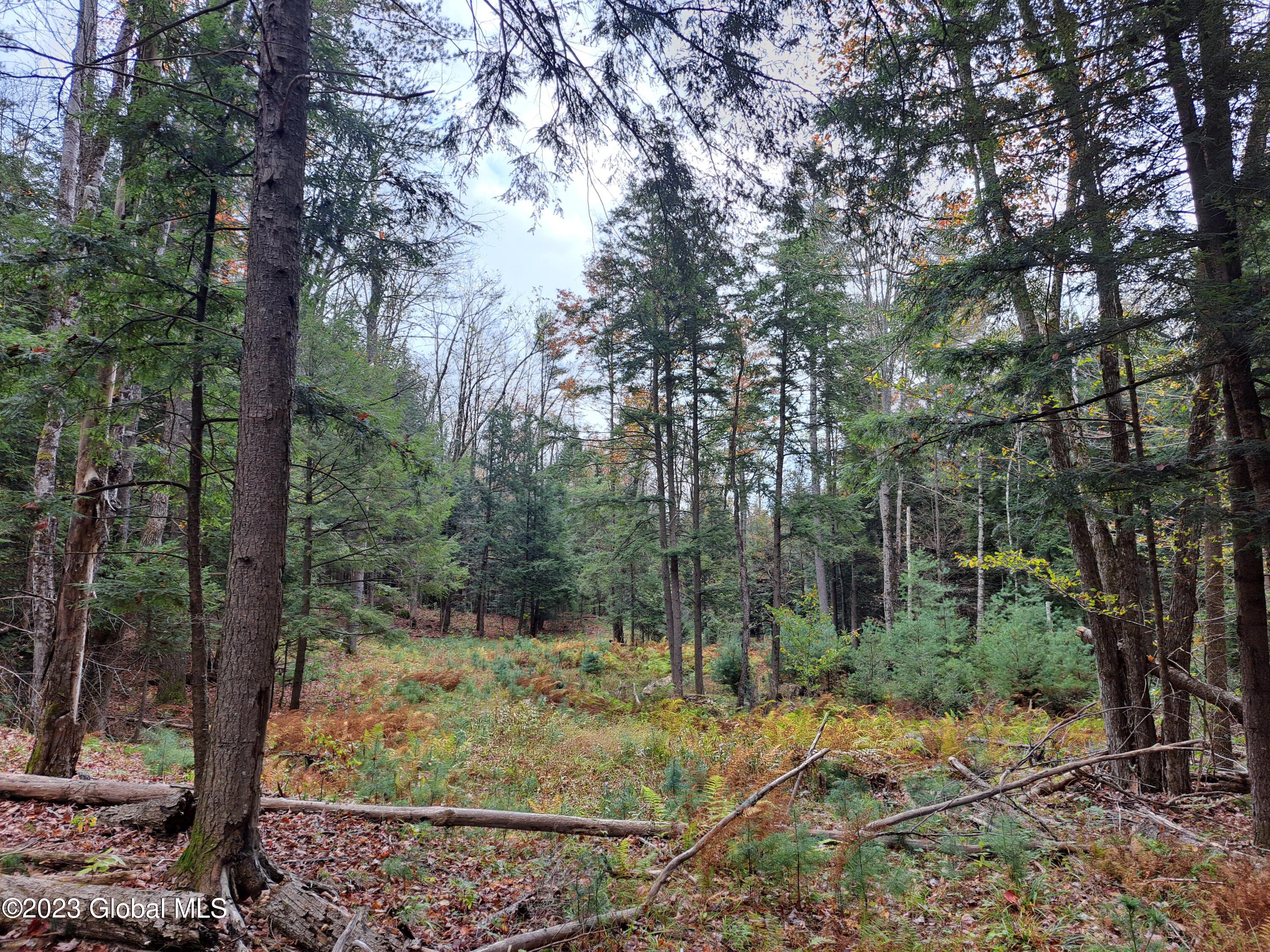 13.2 Friends Lake Road Chestertown, NY 12817 - Photo 36 of 78 35 Woods Opening