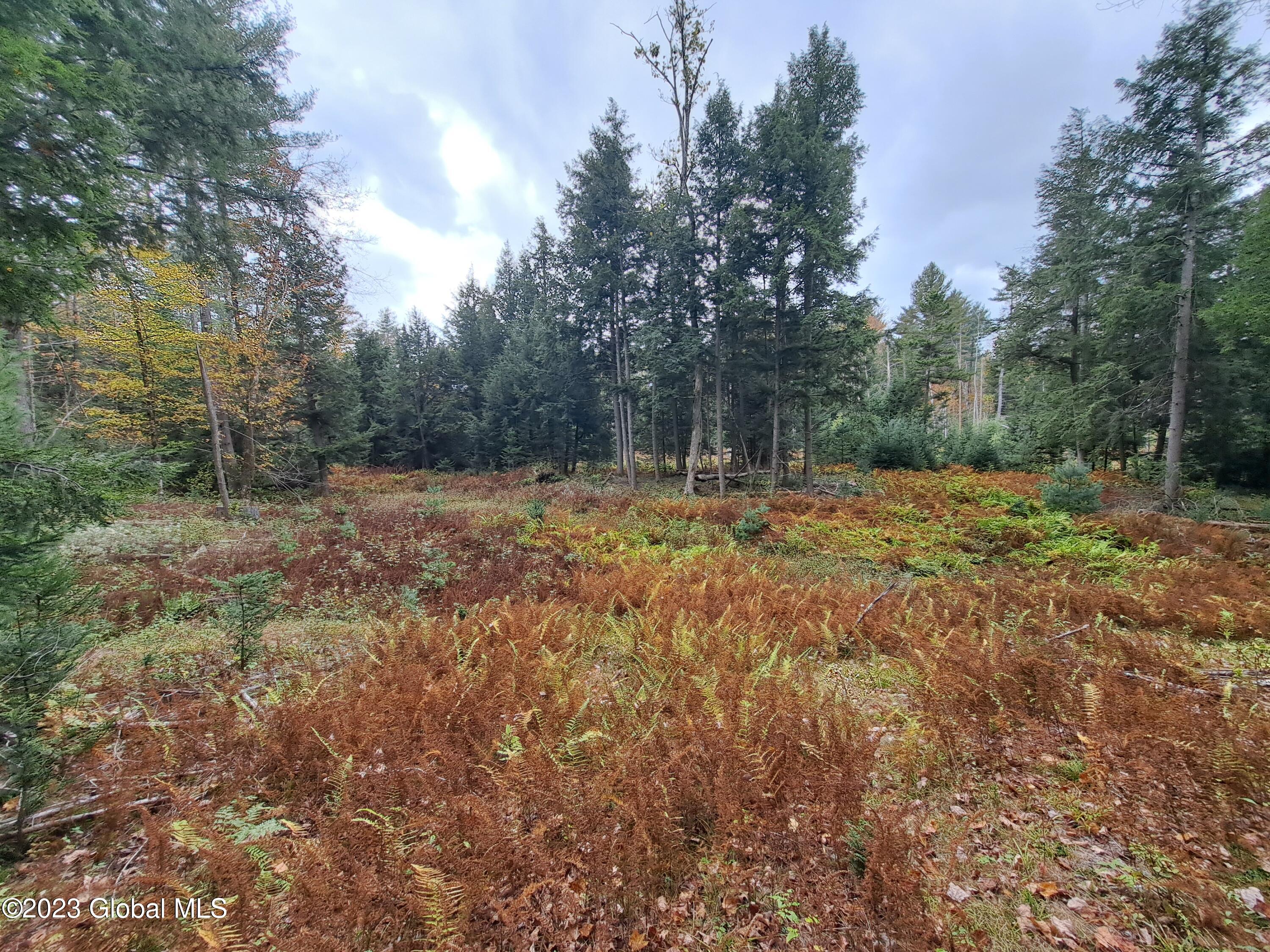 13.2 Friends Lake Road Chestertown, NY 12817 - Photo 40 of 78 39 Woods Opening and Ferns