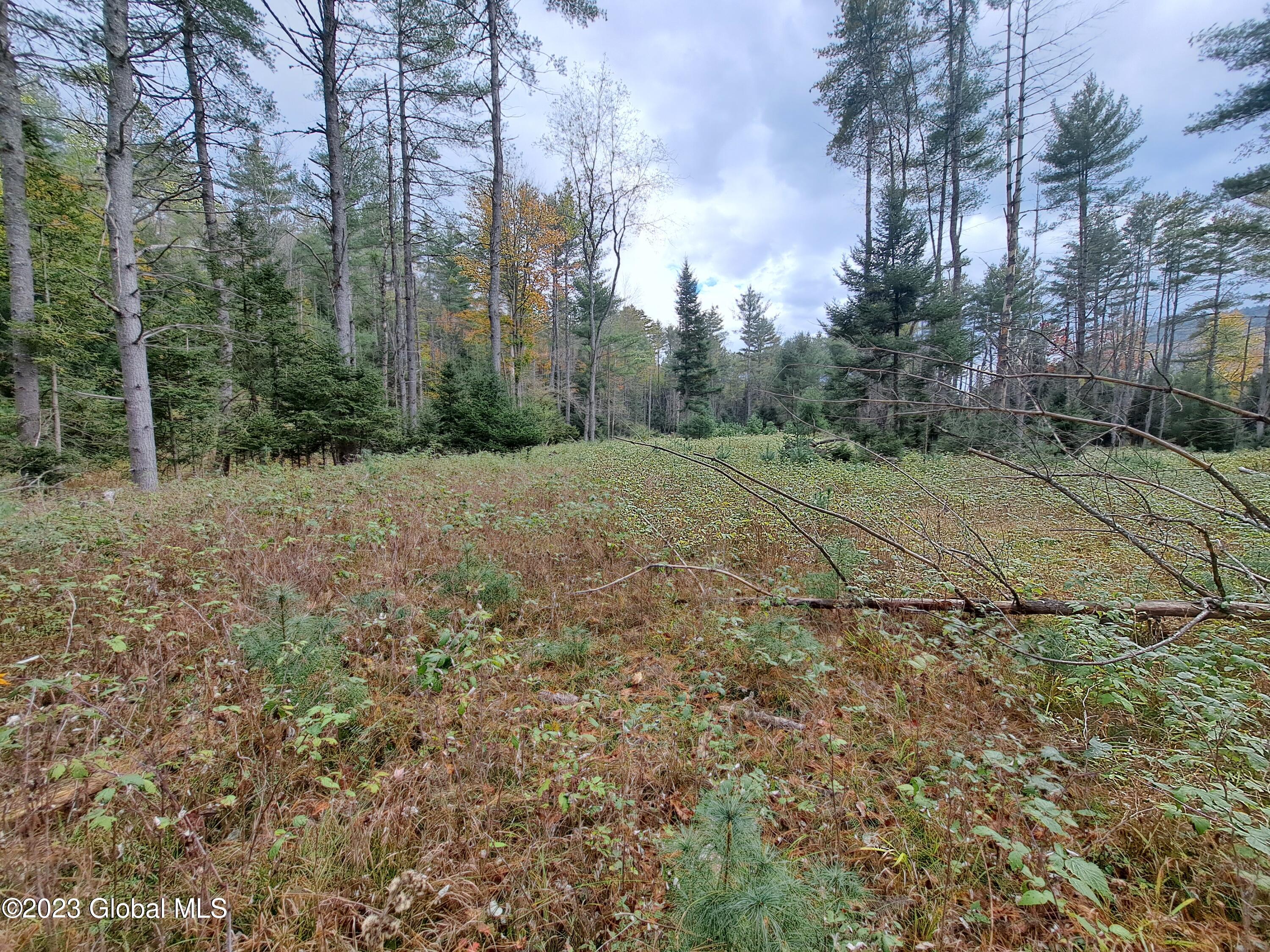 13.2 Friends Lake Road Chestertown, NY 12817 - Photo 42 of 78 41 Blackberry Patch