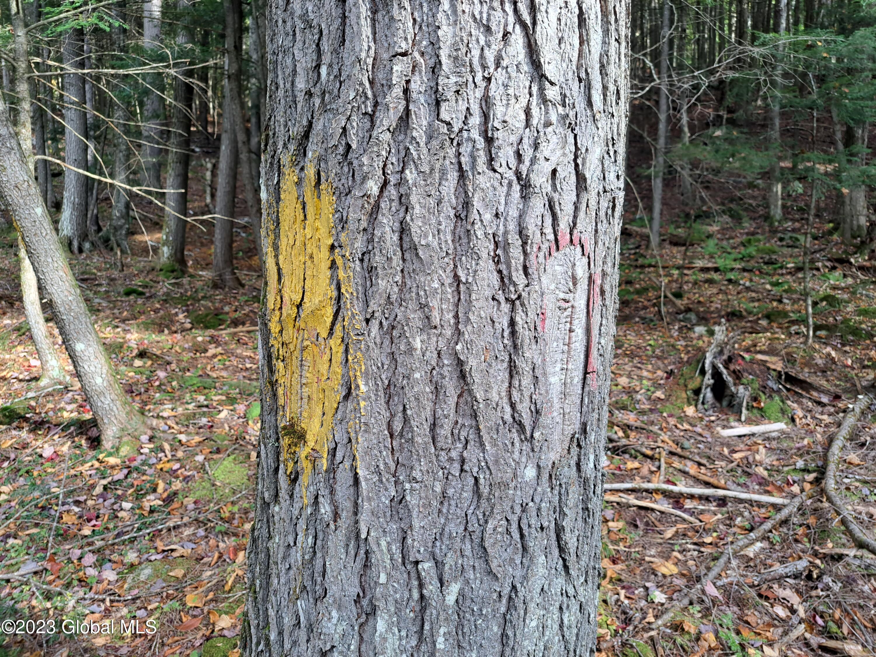 13.2 Friends Lake Road Chestertown, NY 12817 - Photo 55 of 78 54 Old Boundary Blaze and Paint