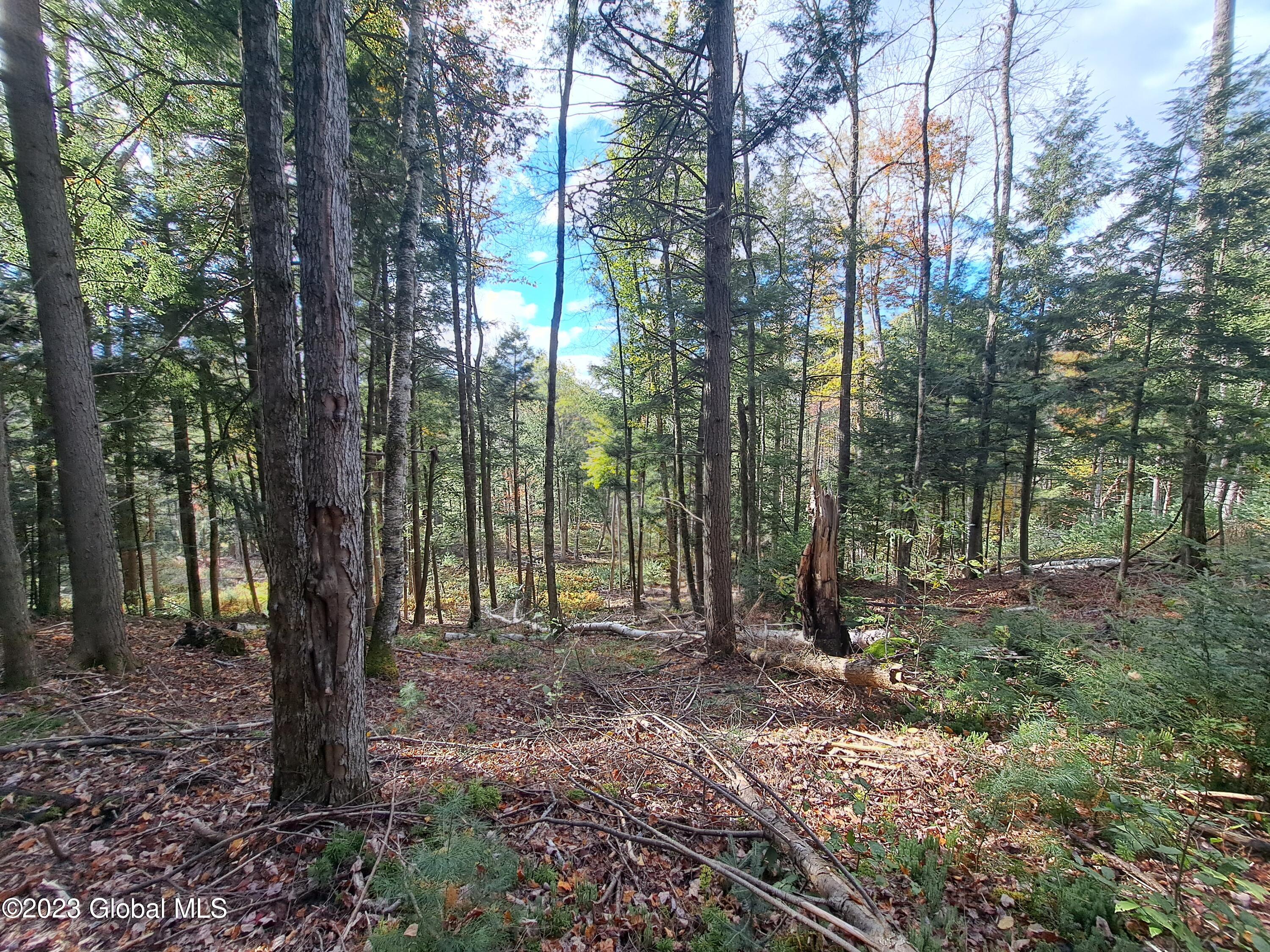 13.2 Friends Lake Road Chestertown, NY 12817 - Photo 56 of 78 55 Thinned Woodlot