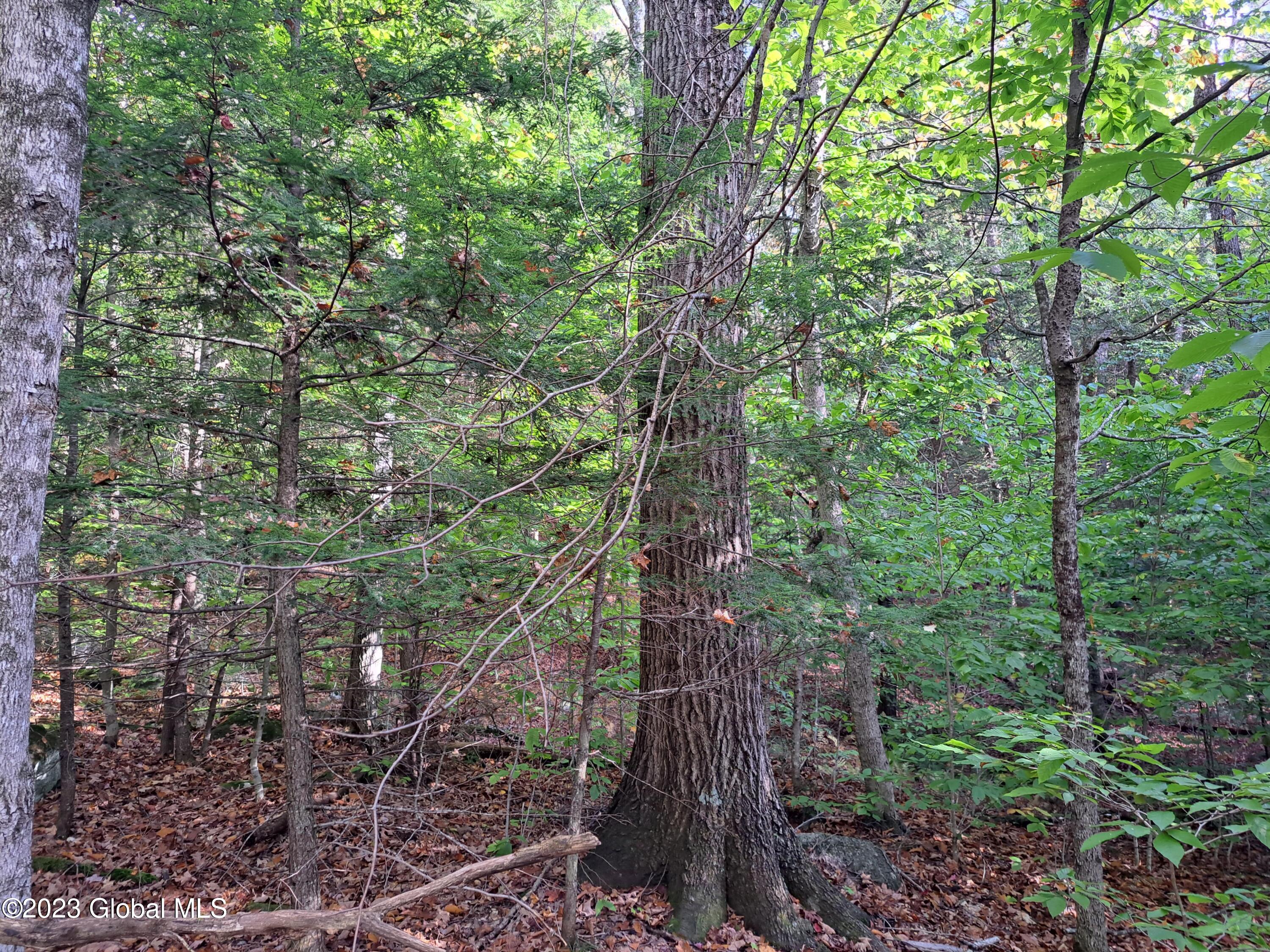 13.2 Friends Lake Road Chestertown, NY 12817 - Photo 57 of 78 56 Mature Red Oak Timber