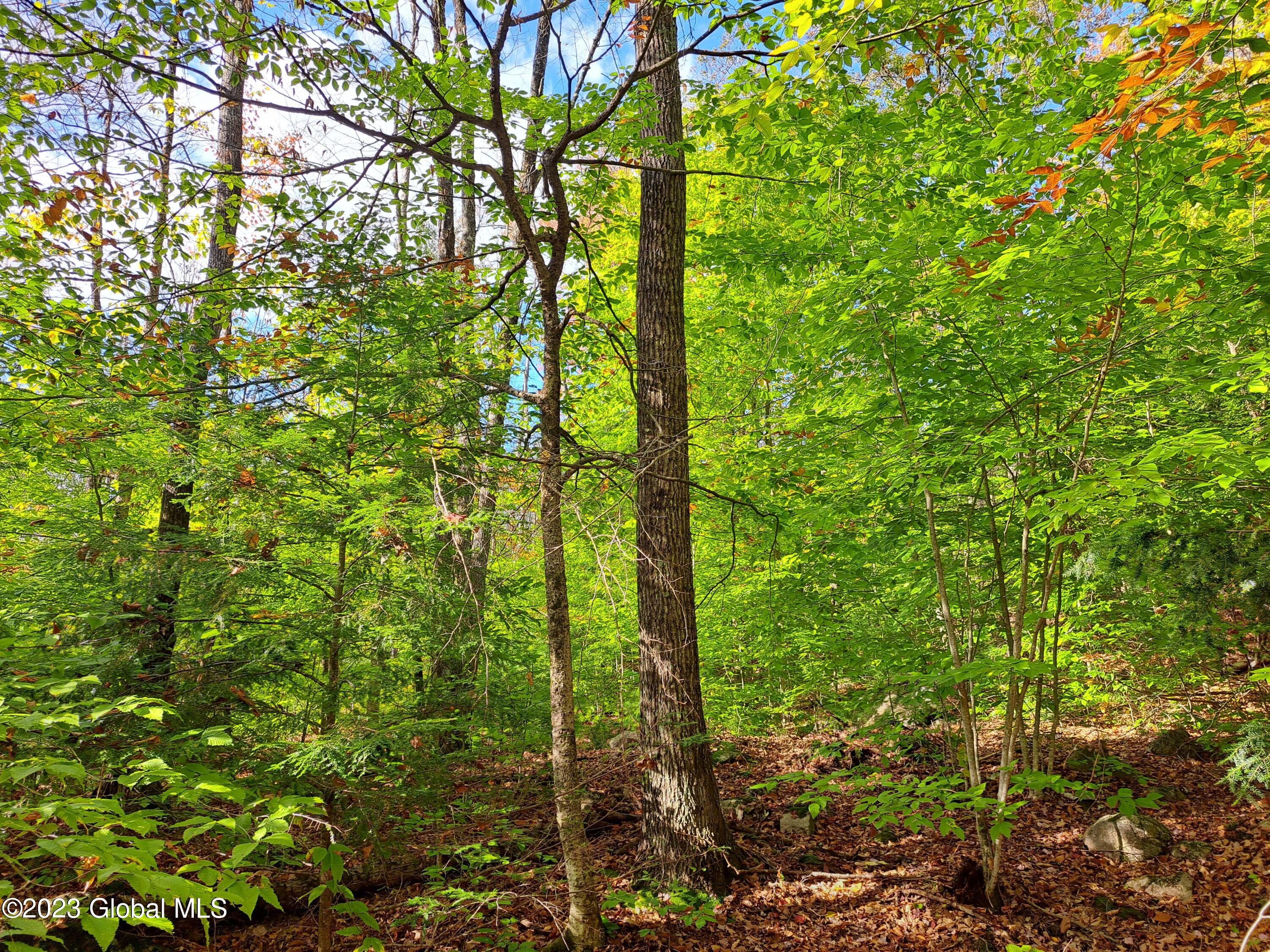 13.2 Friends Lake Road Chestertown, NY 12817 - Photo 58 of 78 57 Mature Red Oak Timber