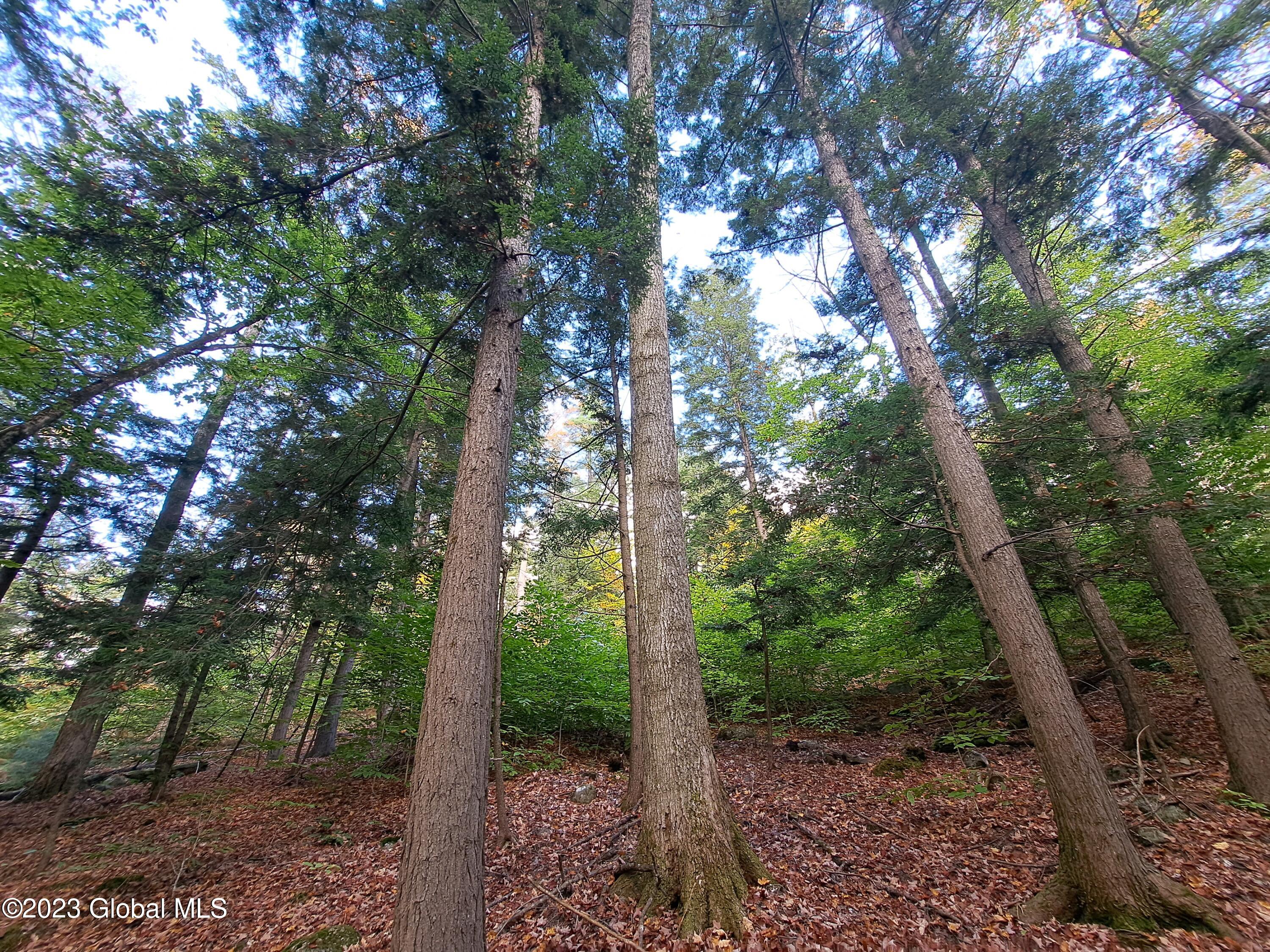 13.2 Friends Lake Road Chestertown, NY 12817 - Photo 60 of 78 59 Mature Sugar Maple Timber