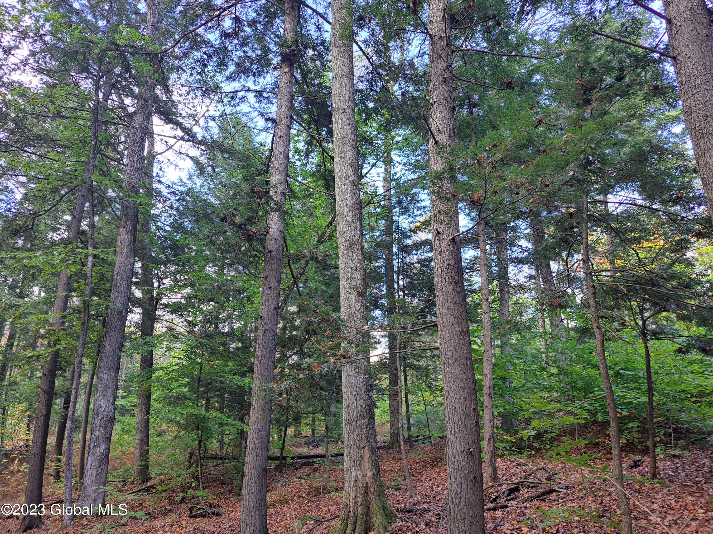 13.2 Friends Lake Road Chestertown, NY 12817 - Photo 61 of 78 60 Sugar Maple