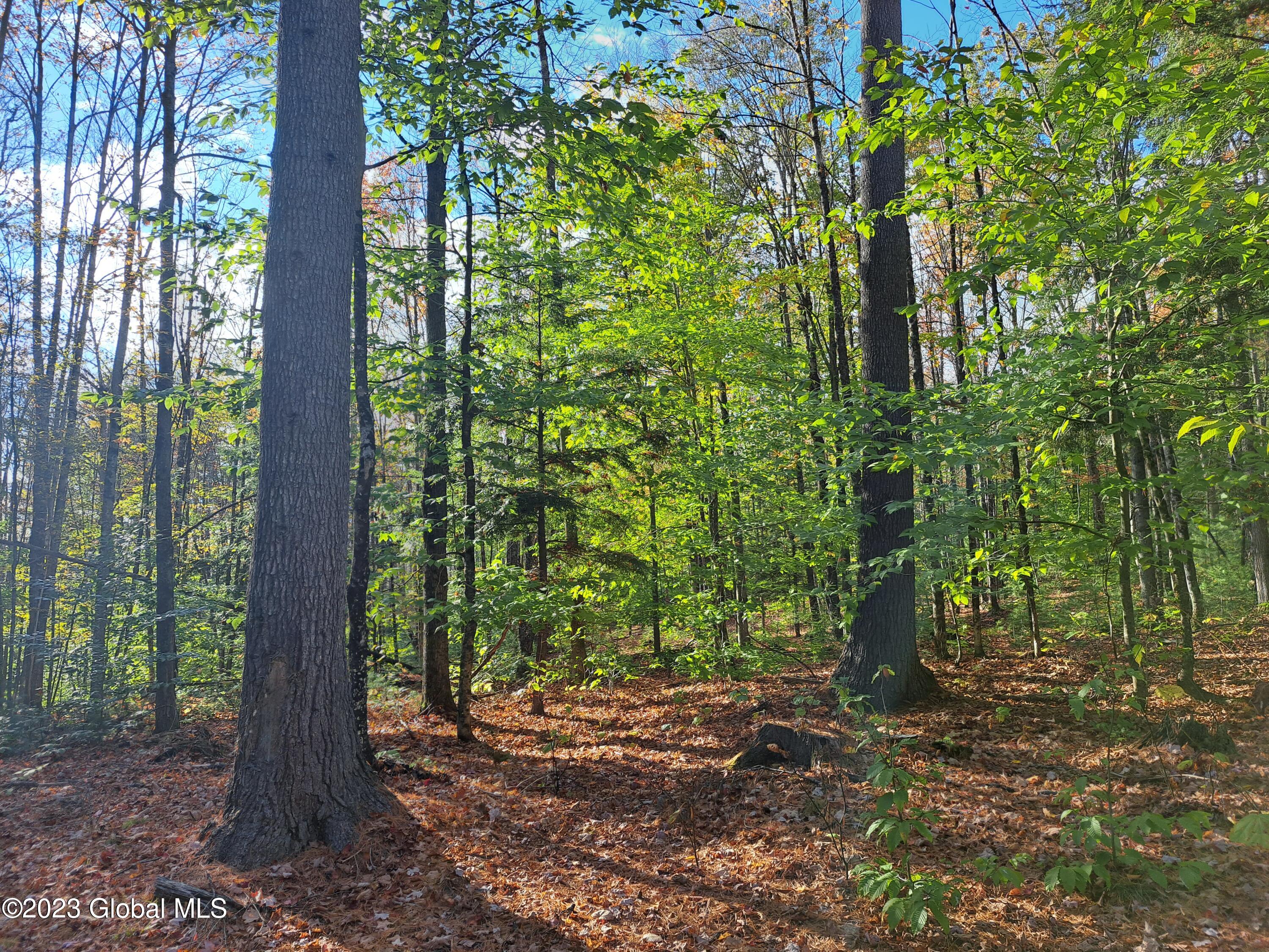 13.2 Friends Lake Road Chestertown, NY 12817 - Photo 64 of 78 63 Mature White Pine Timber