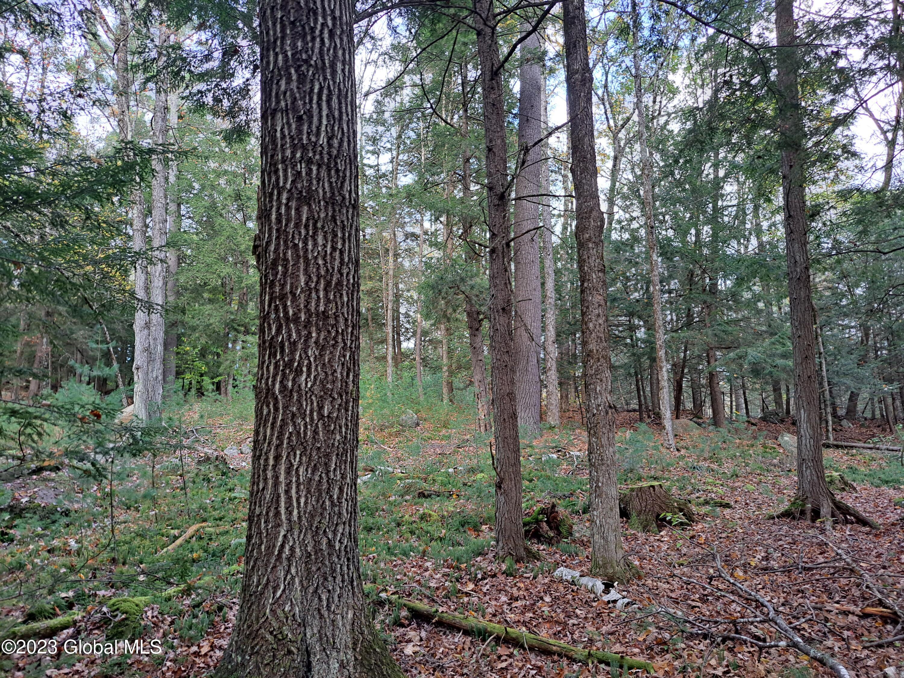 13.2 Friends Lake Road Chestertown, NY 12817 - Photo 74 of 78 73 Mature Red Oak