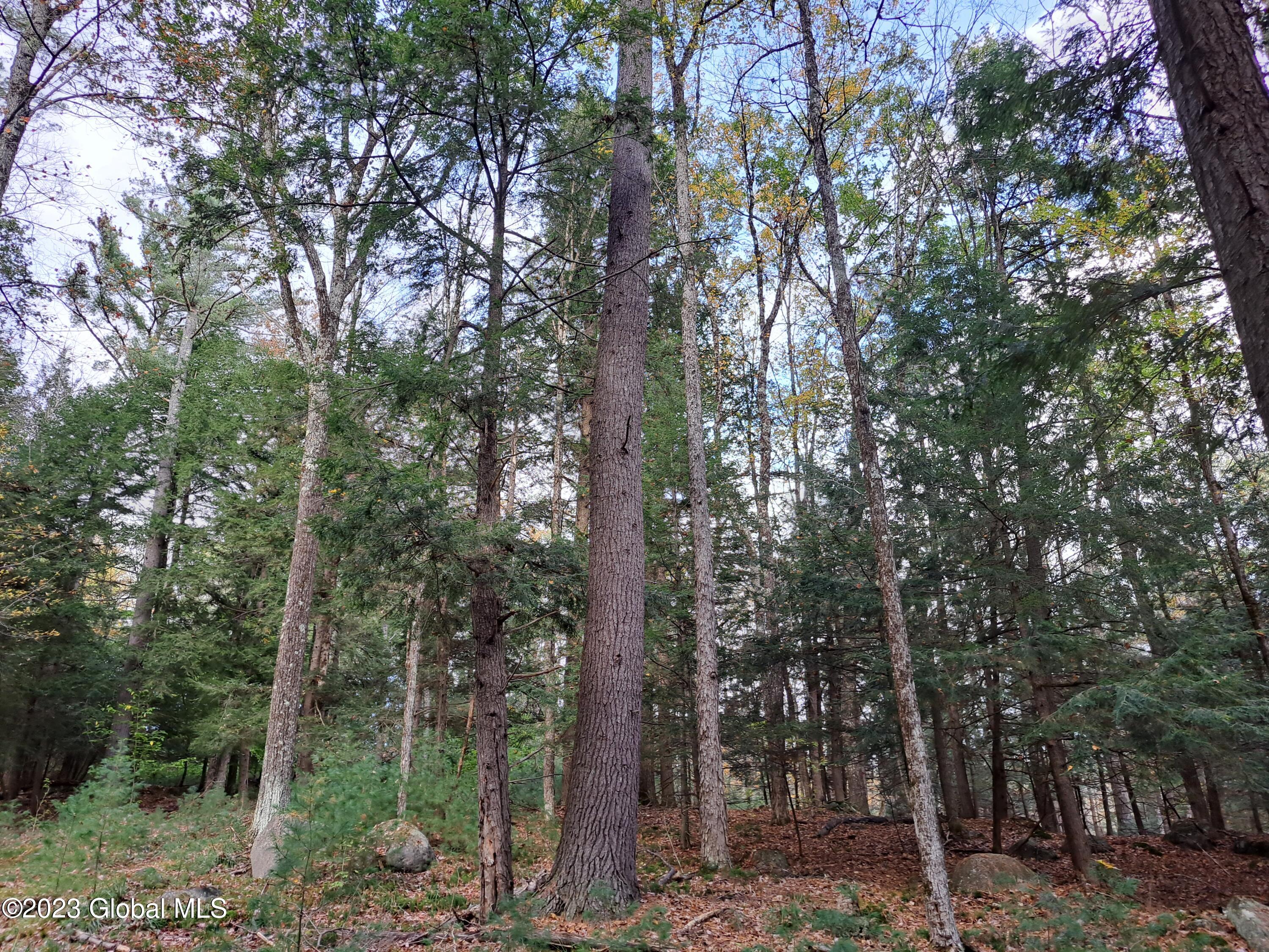 13.2 Friends Lake Road Chestertown, NY 12817 - Photo 75 of 78 74 Mature White Pine Timber