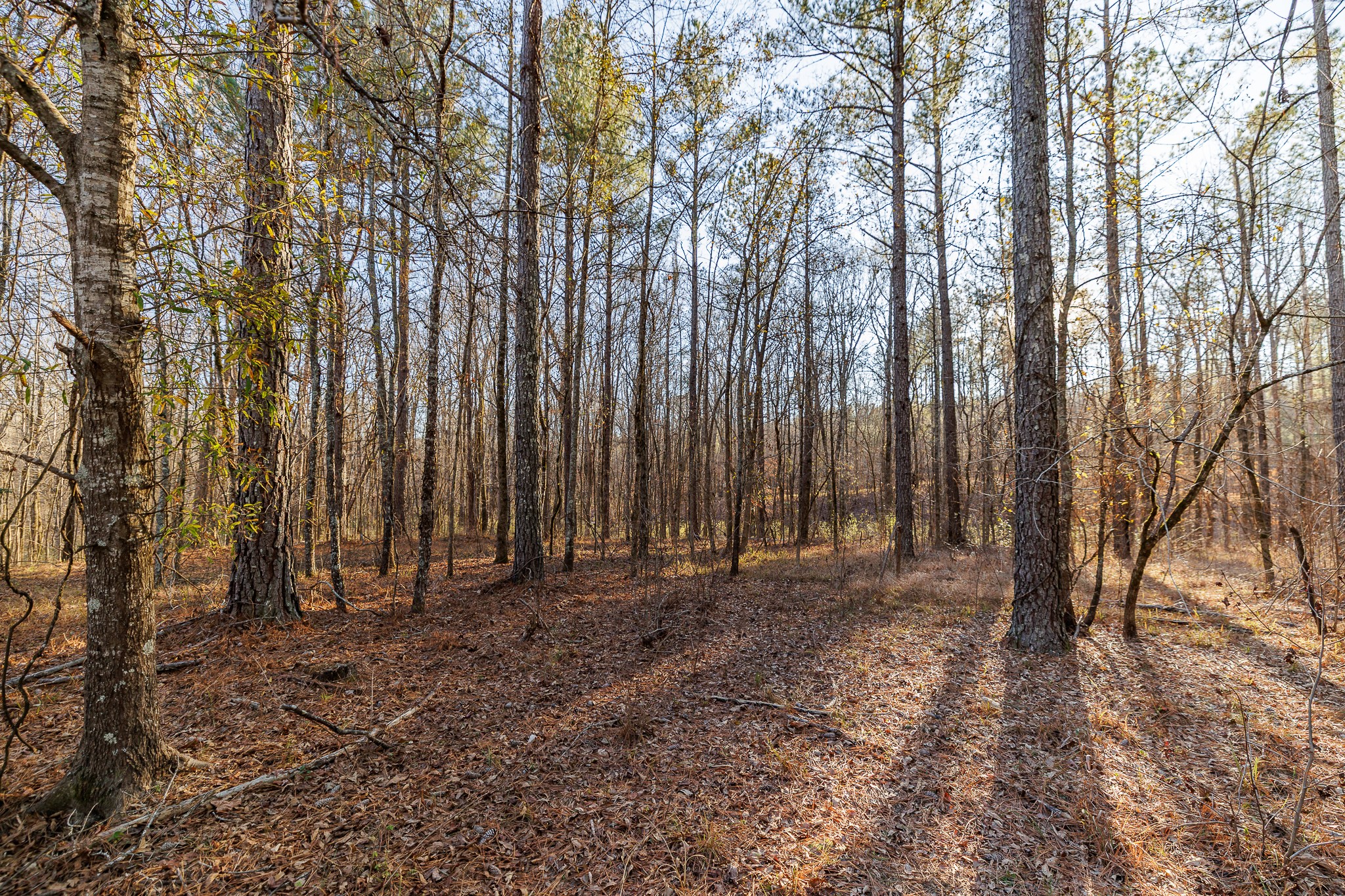 8548 Elberton Road Tignall, GA 30668 - Photo 29 of 50 a view of backyard with trees
