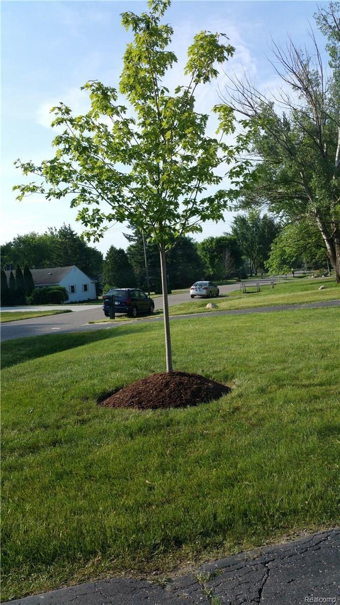 3738 Cone Avenue Rochester, MI 48309 - Photo 25 of 26 new landscaping
