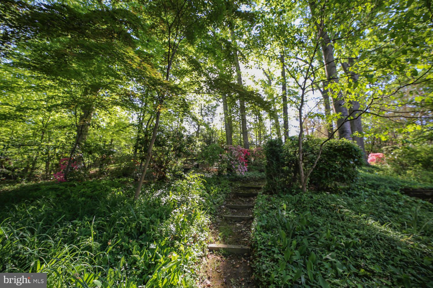 2824 Ellicott Street Northwest Washington, DC 20008 - Photo 25 of 47 a view of a lush green forest
