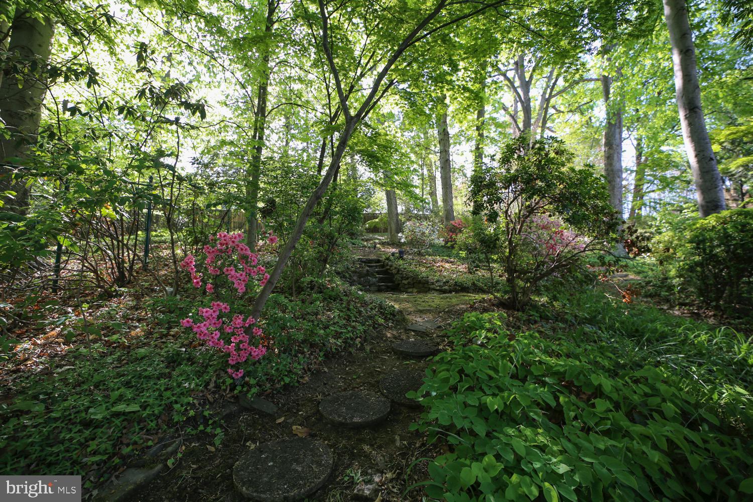 2824 Ellicott Street Northwest Washington, DC 20008 - Photo 28 of 47 a view of a pathway with plants and a large tree
