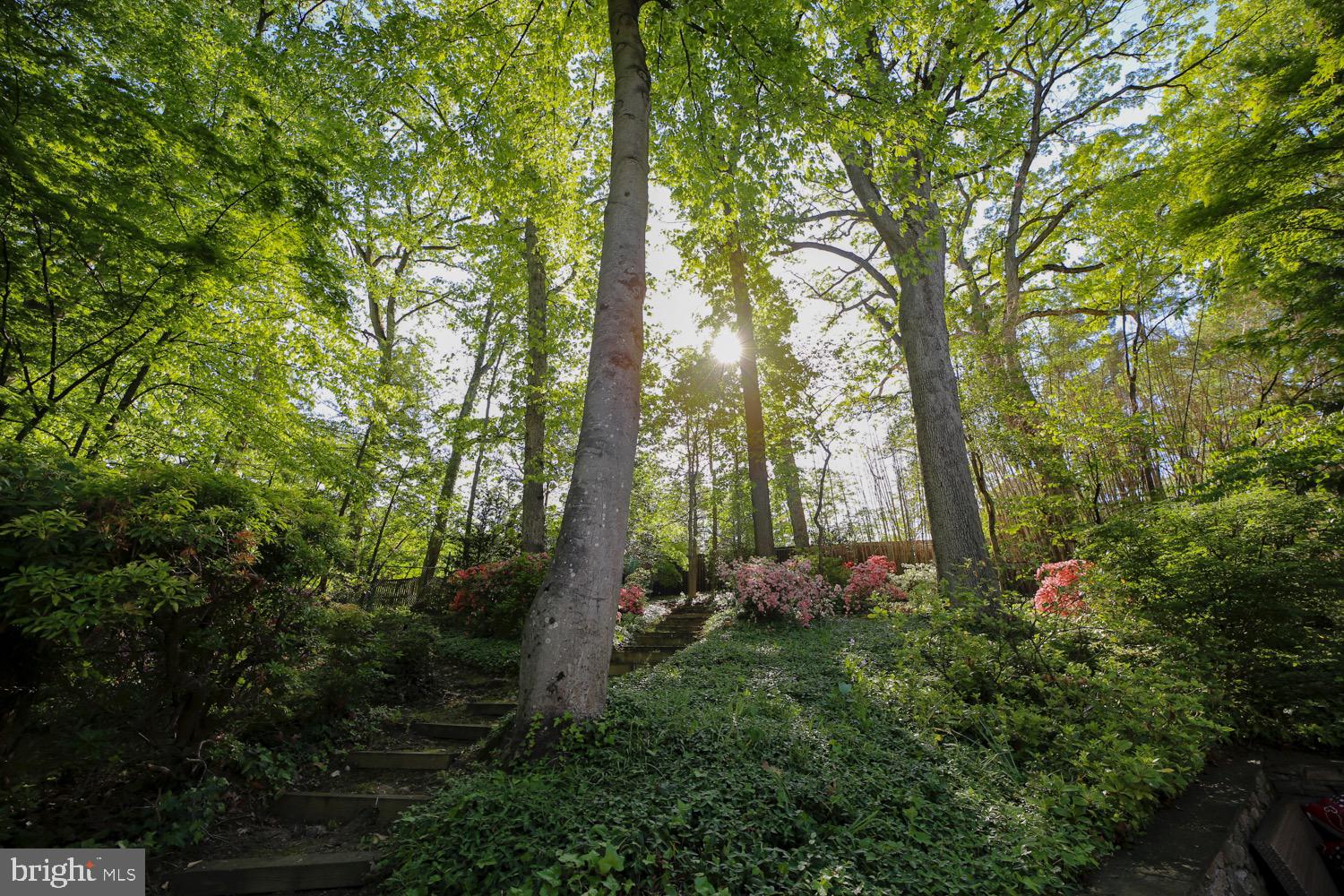 2824 Ellicott Street Northwest Washington, DC 20008 - Photo 31 of 47 a view of a garden