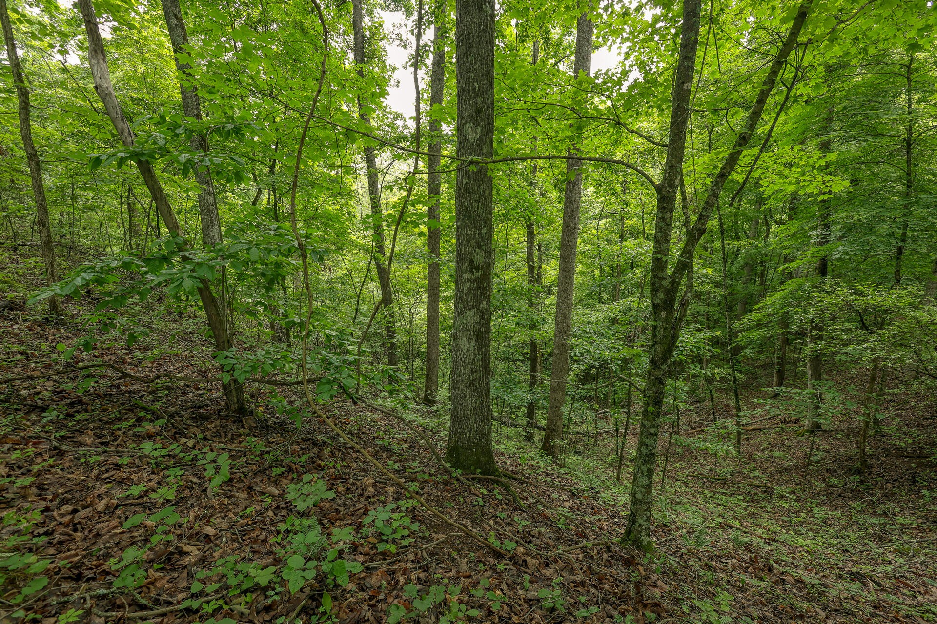 0 Proffitt Hill Lane Decatur, TN 37322 - Photo 20 of 45 Gallery Image 20
