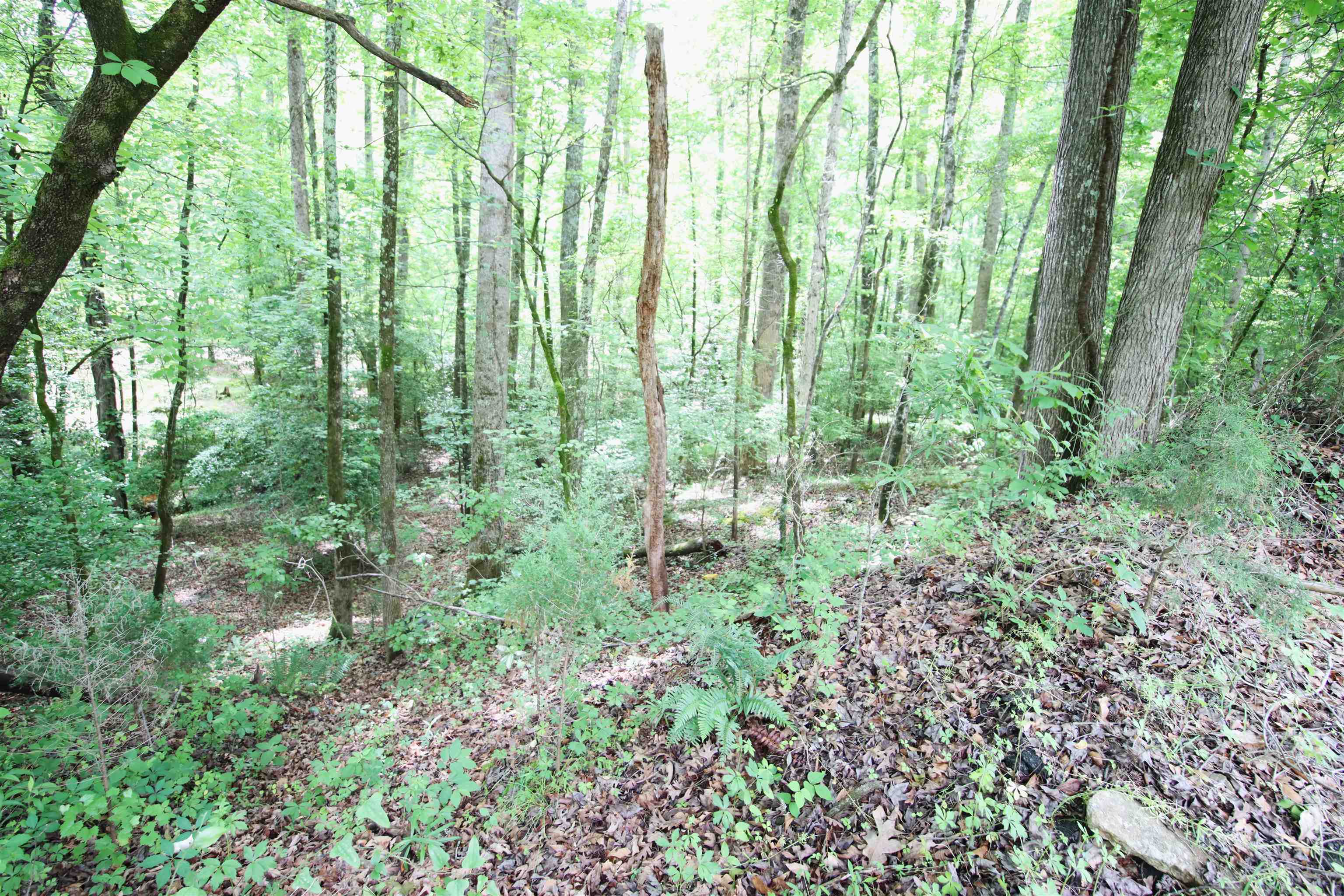 0 Ridge Road Wellford, SC 29385 - Photo 5 of 9 Gallery Image 5