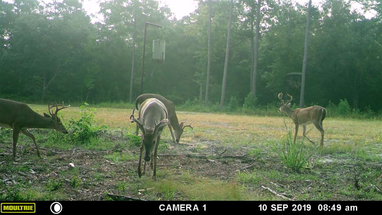 1 Federal Road Lamont, FL 32336 - Photo 3 of 12 Gallery Image 3