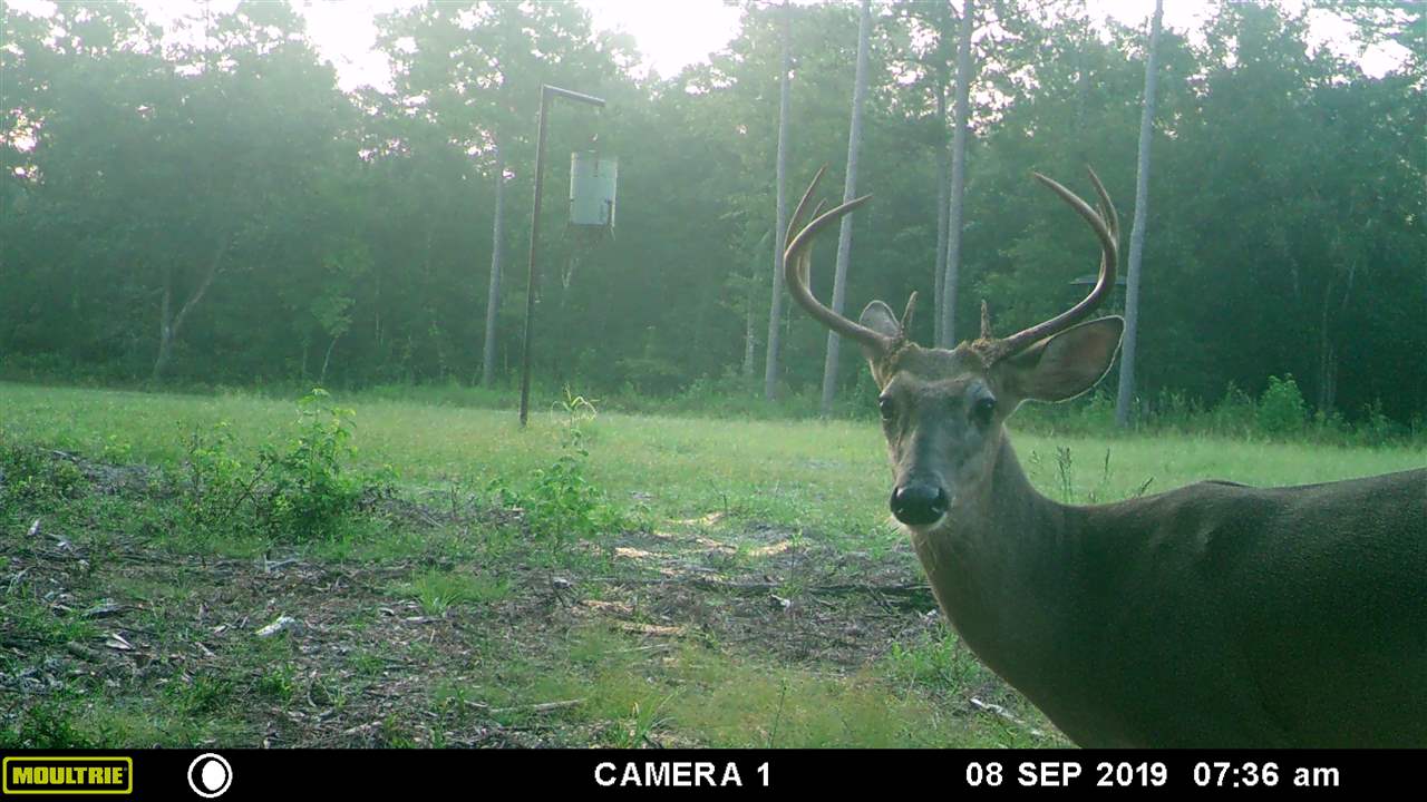 1 Federal Road Lamont, FL 32336 - Photo 4 of 12 Gallery Image 4