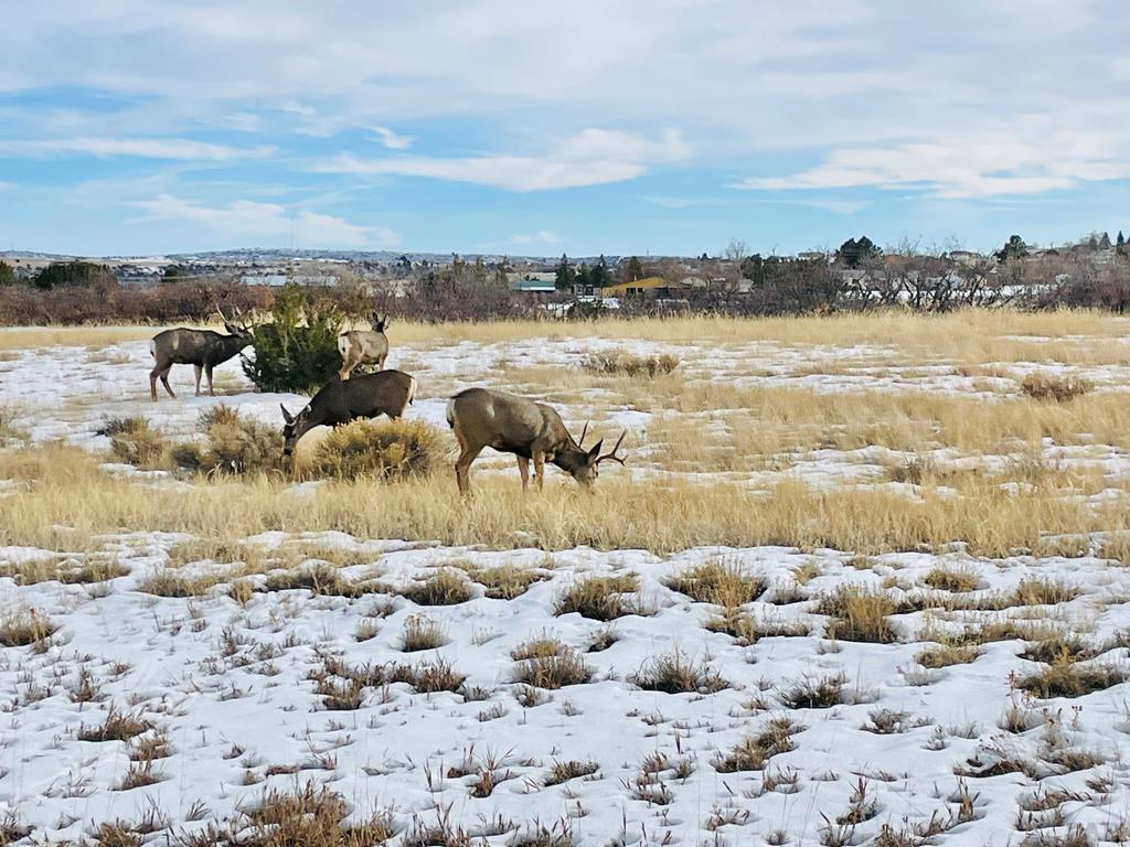 5 Lago Vista Boulevard Rye, CO 81069 - Photo 14 of 35