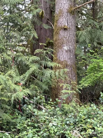 a view of a garden with a tree
