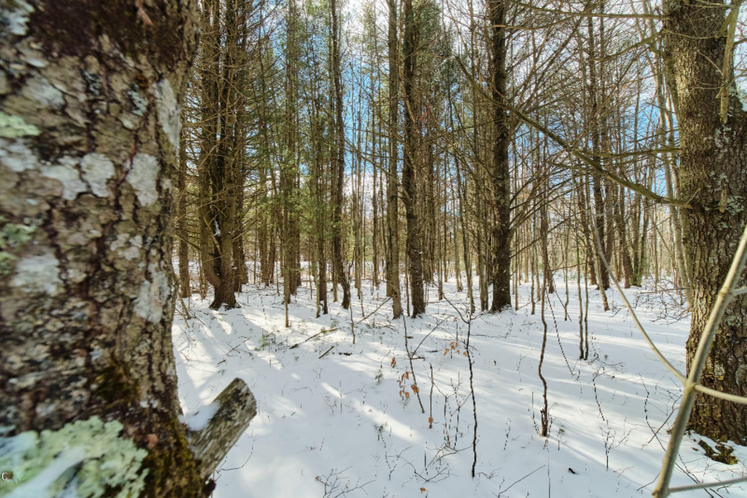 Nessen City Road Copemish, MI 49625 - Photo 12 of 31 Additional photo