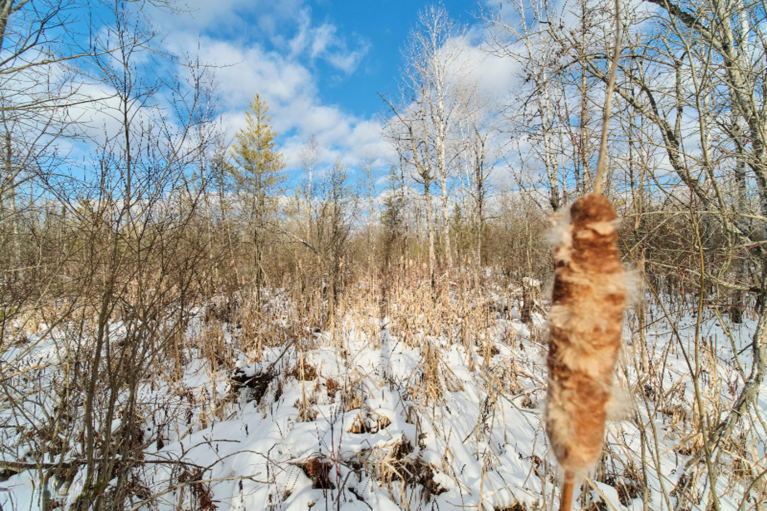 Nessen City Road Copemish, MI 49625 - Photo 14 of 31 Additional photo