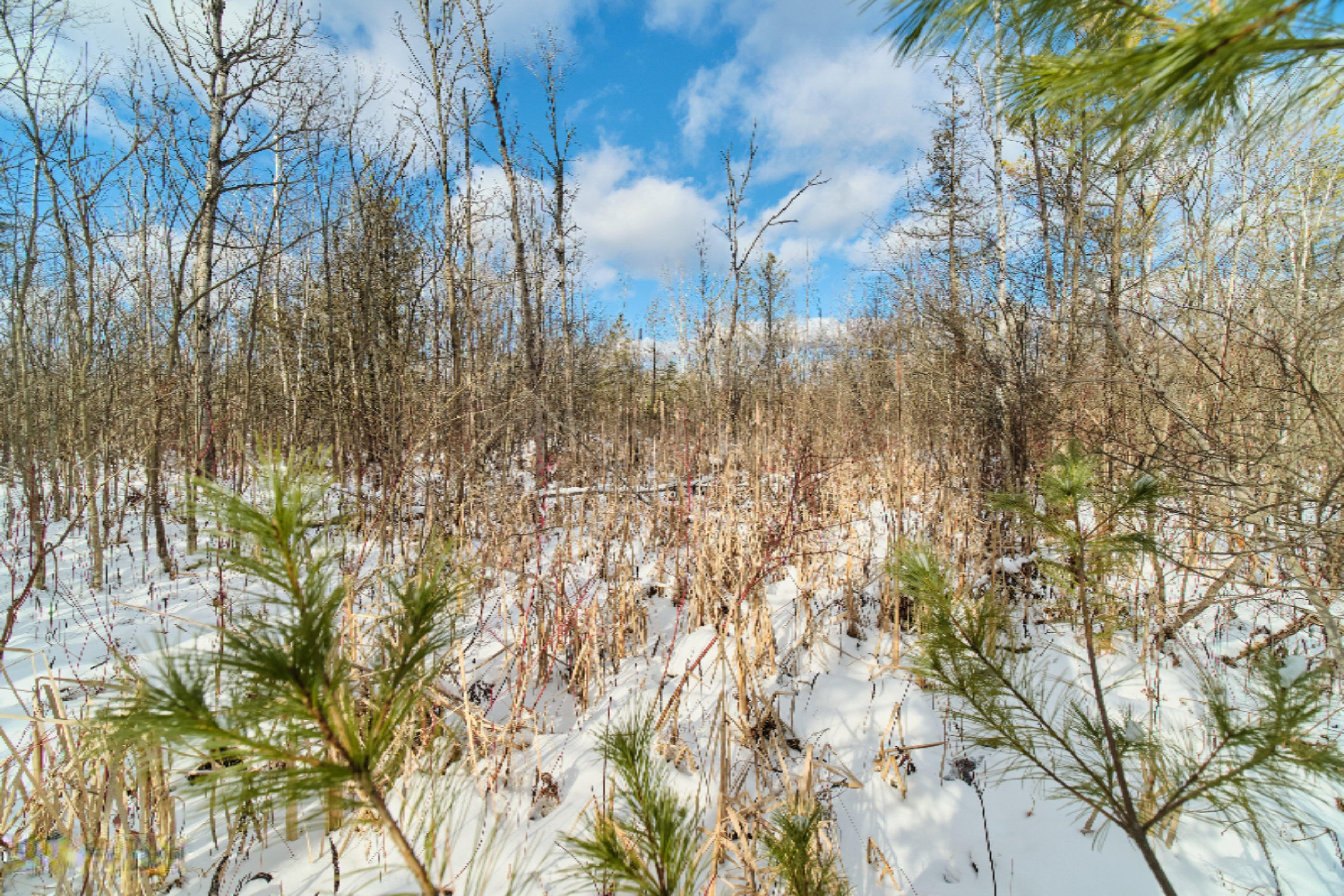 Nessen City Road Copemish, MI 49625 - Photo 15 of 31 Additional photo