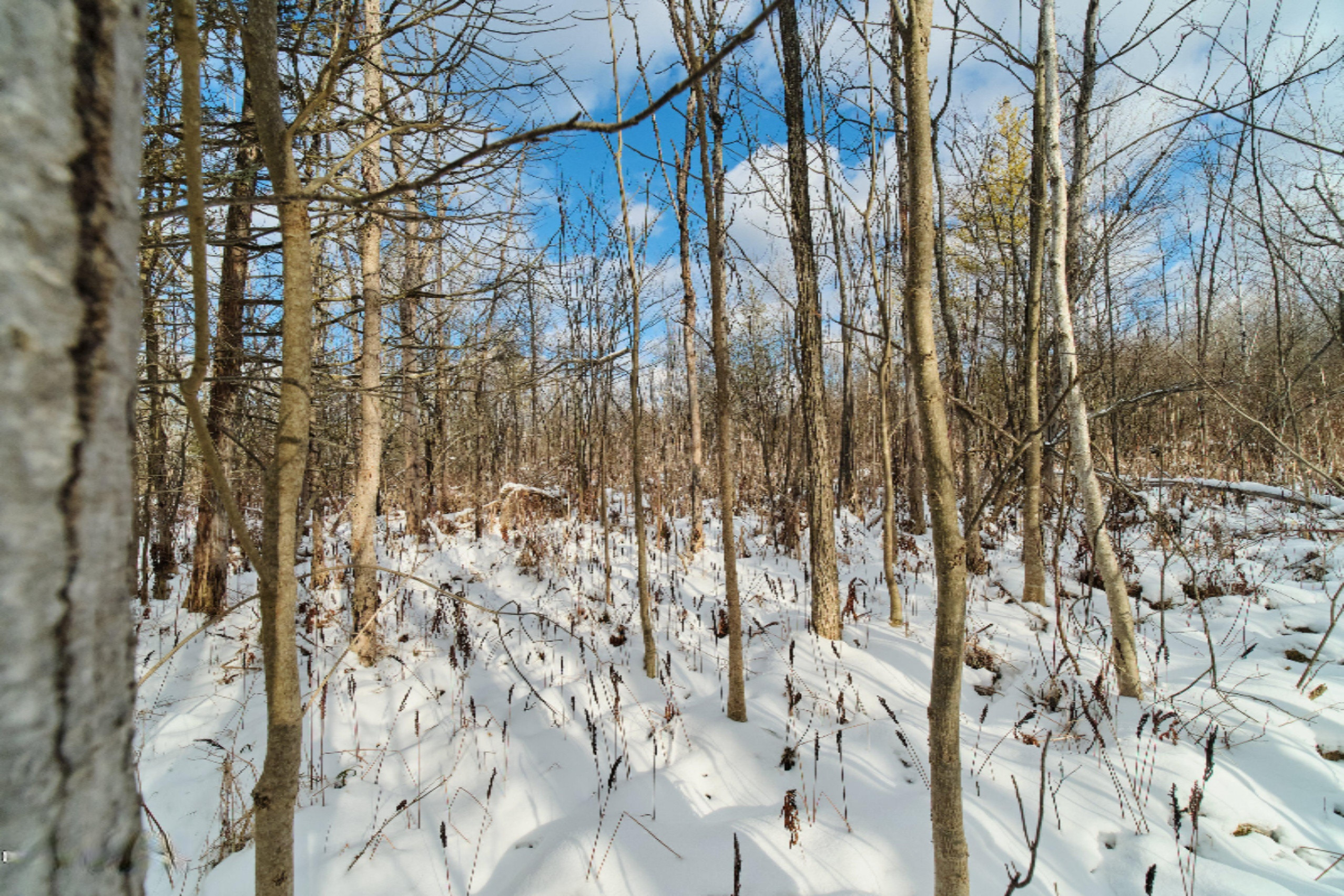 Nessen City Road Copemish, MI 49625 - Photo 16 of 31 Additional photo