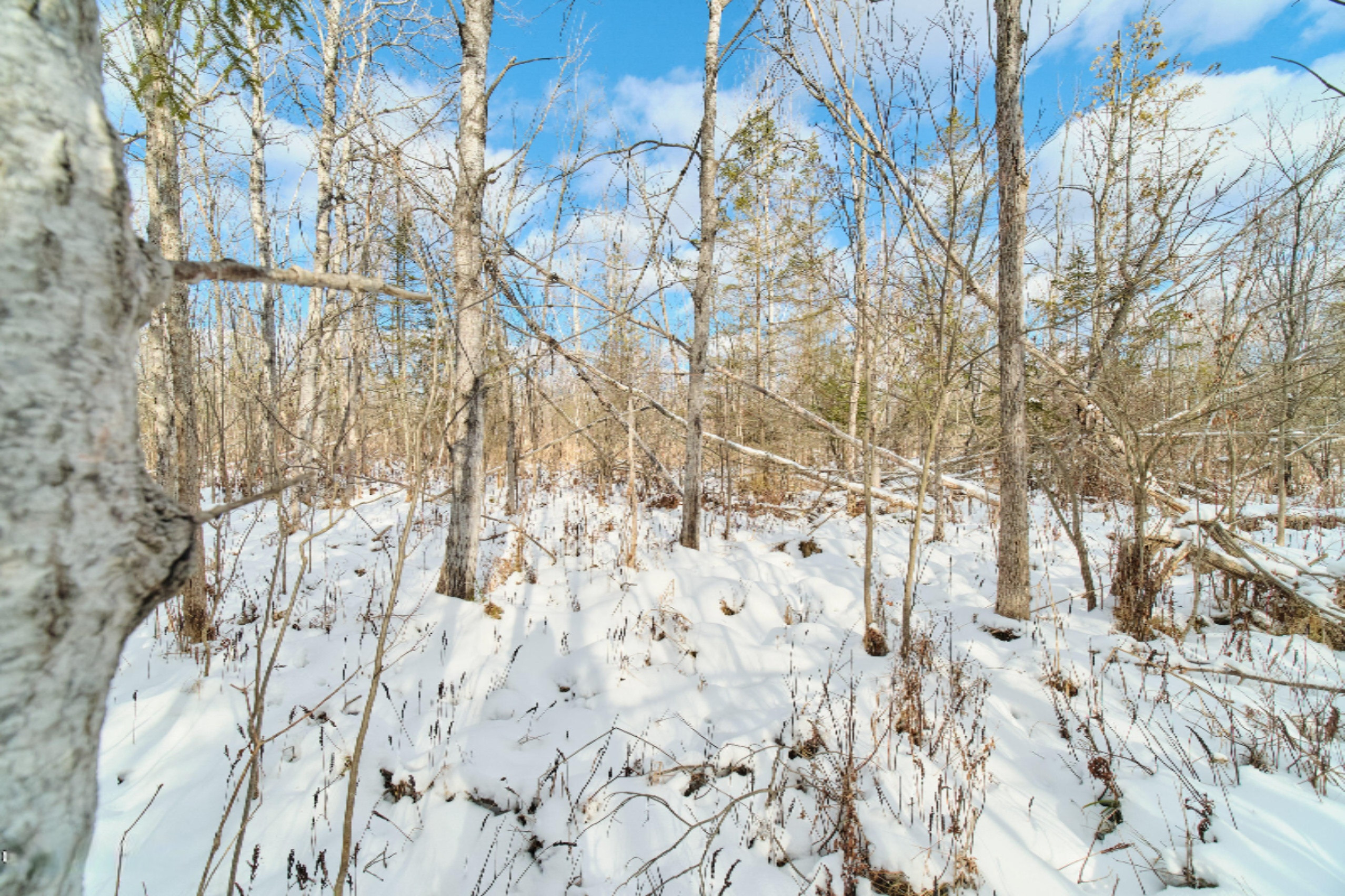 Nessen City Road Copemish, MI 49625 - Photo 17 of 31 Additional photo