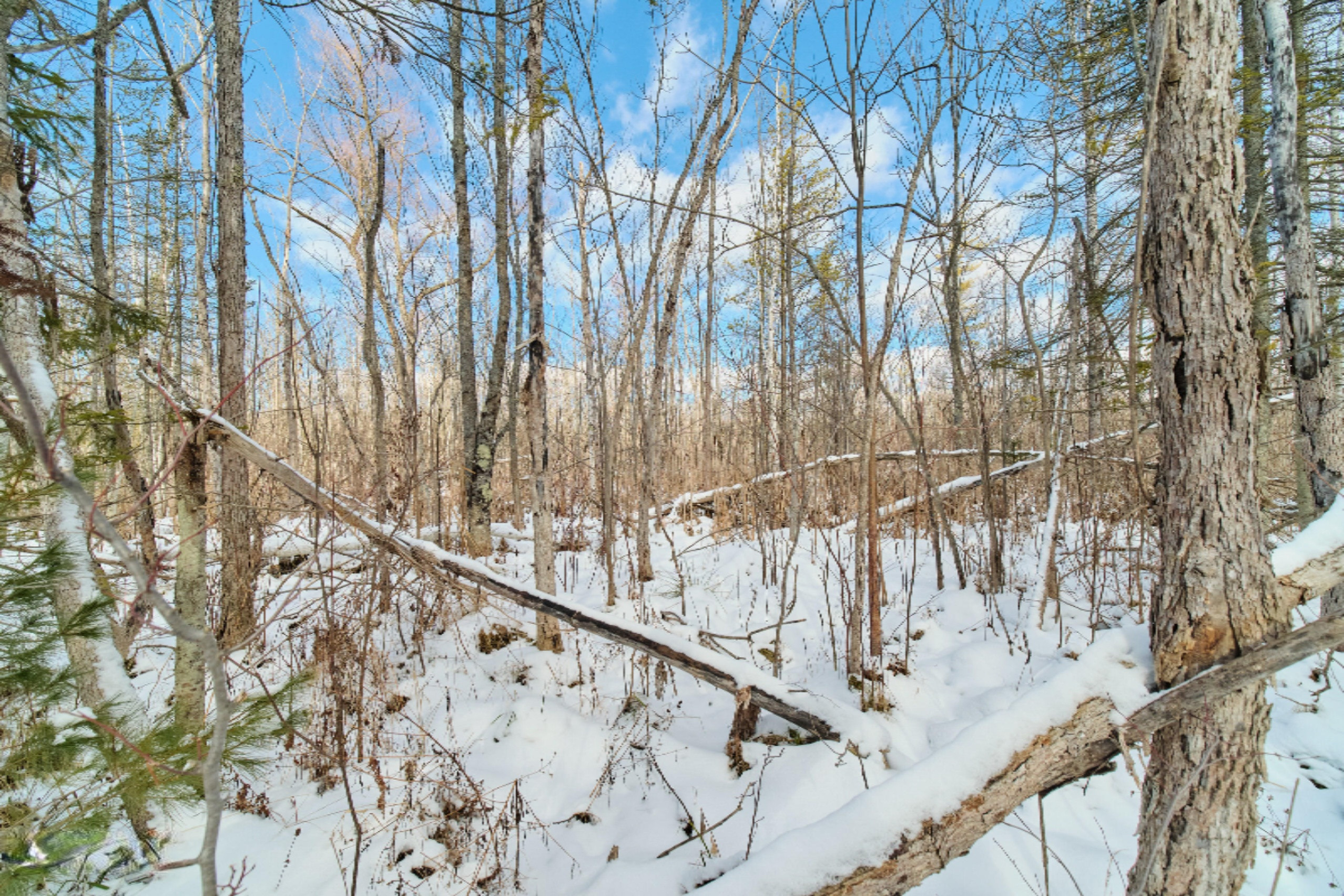 Nessen City Road Copemish, MI 49625 - Photo 19 of 31 Additional photo