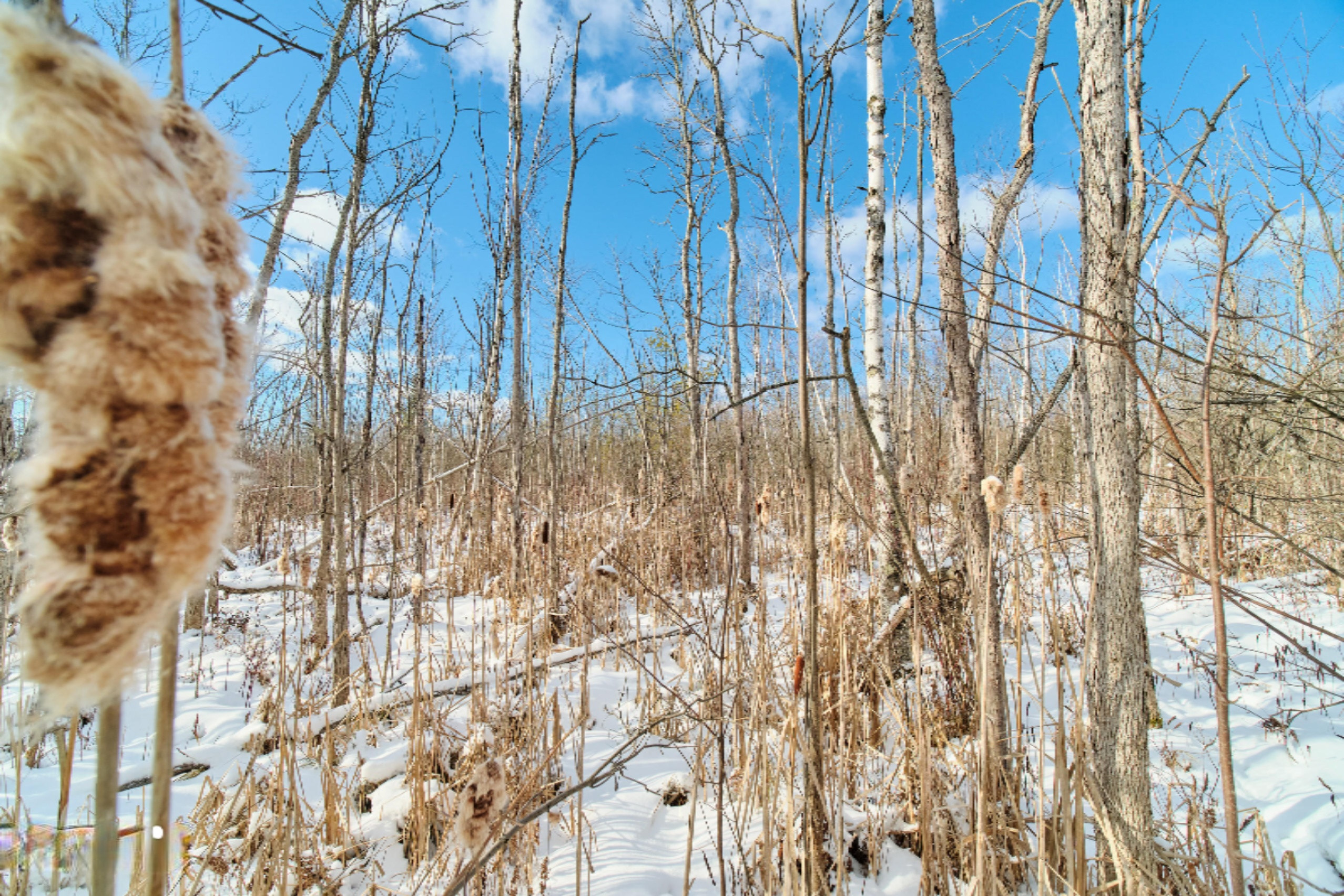 Nessen City Road Copemish, MI 49625 - Photo 20 of 31 Additional photo
