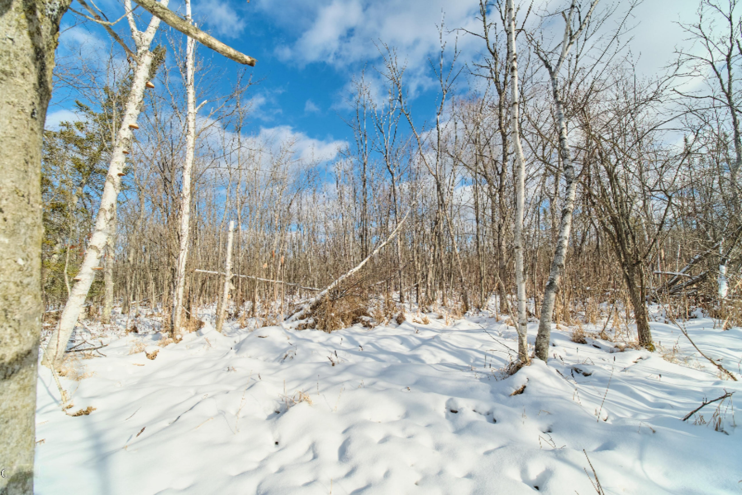 Nessen City Road Copemish, MI 49625 - Photo 21 of 31 Additional photo
