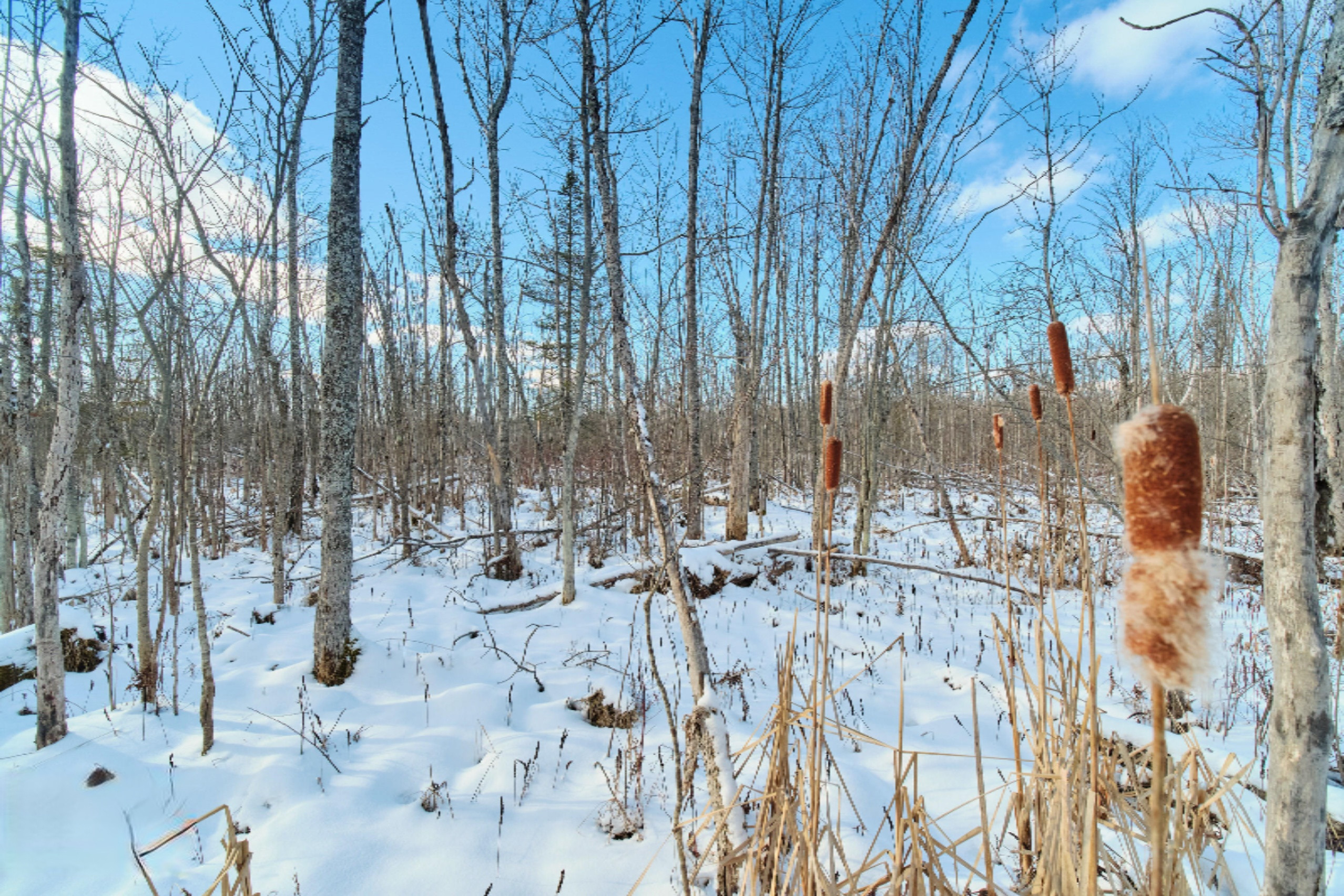 Nessen City Road Copemish, MI 49625 - Photo 25 of 31 Additional photo