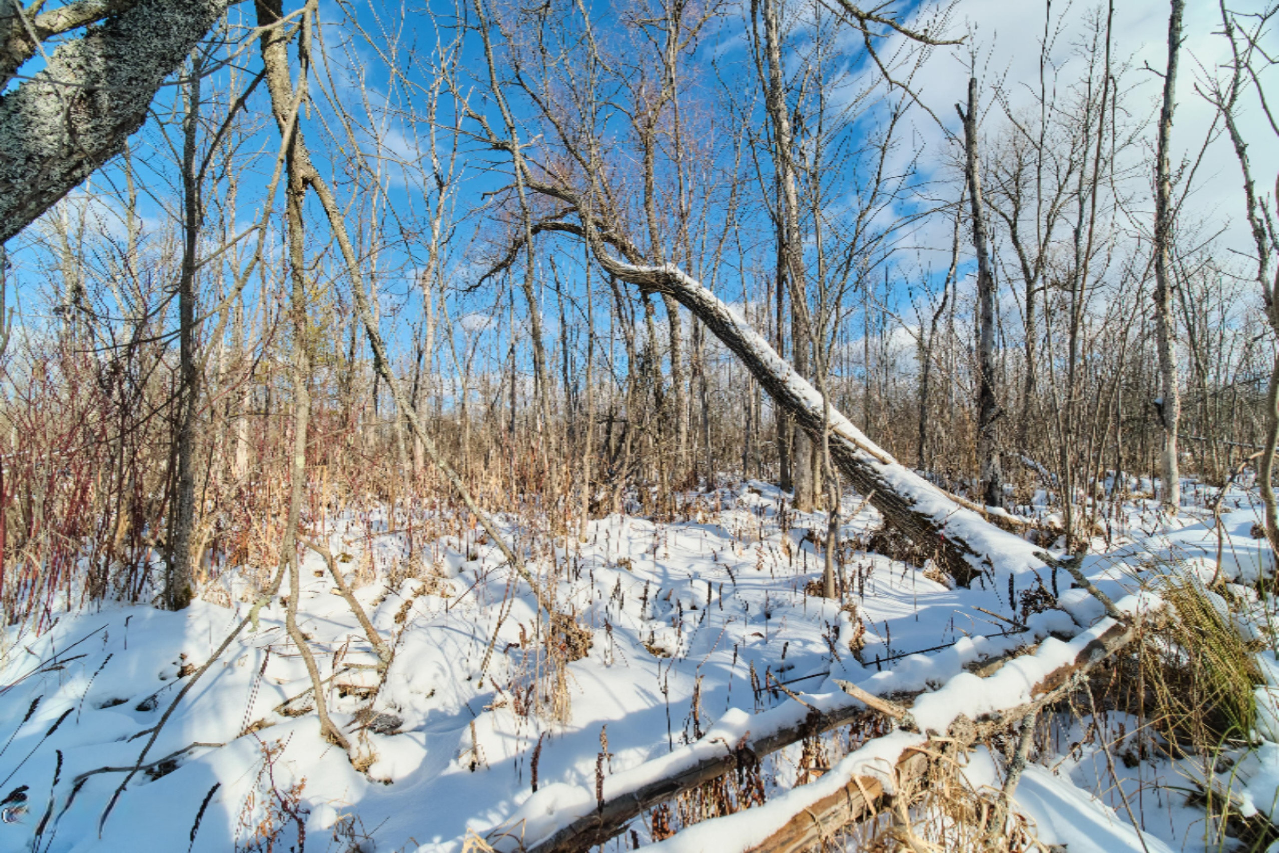 Nessen City Road Copemish, MI 49625 - Photo 26 of 31 Additional photo