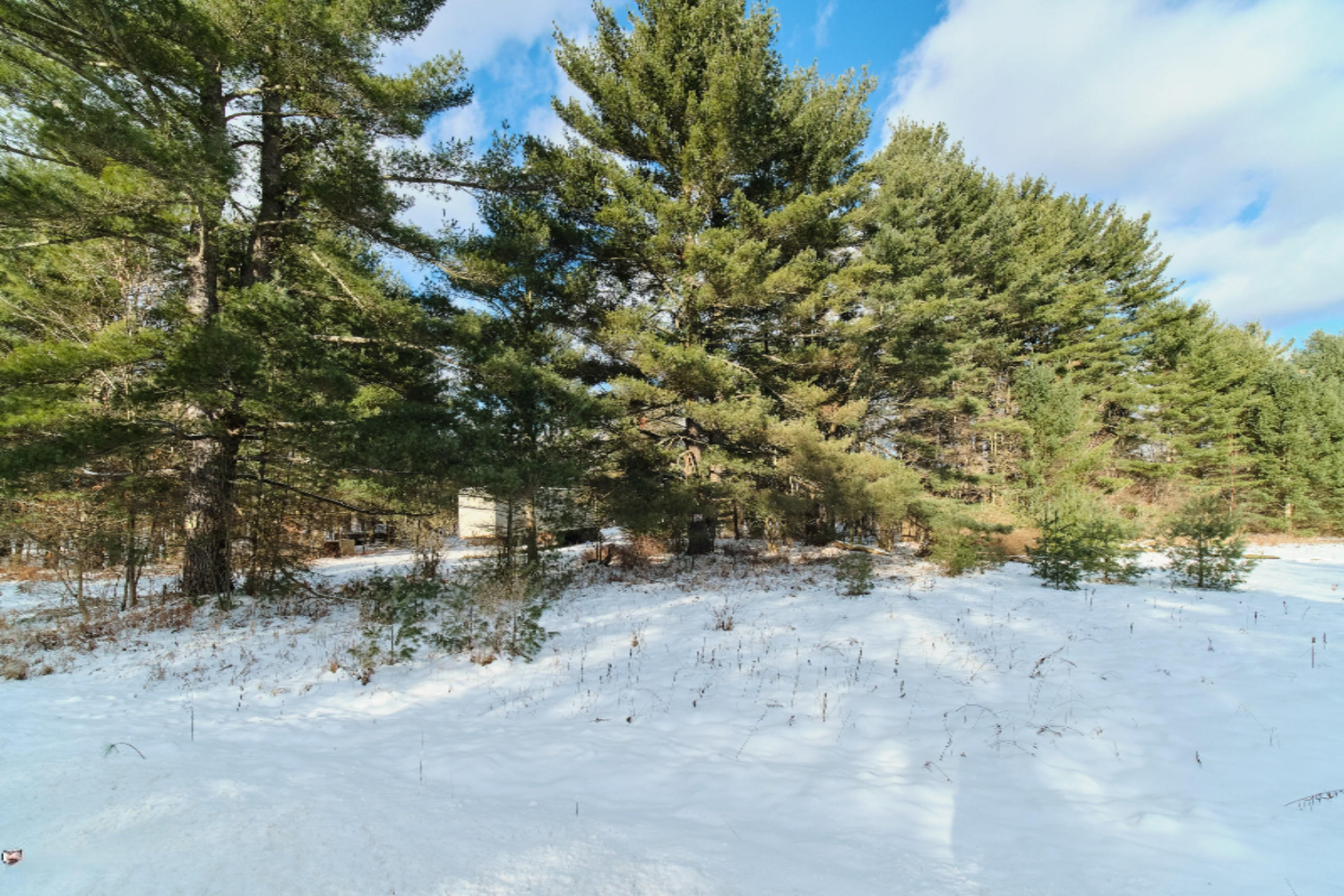 Nessen City Road Copemish, MI 49625 - Photo 5 of 31 Beautiful mature pines near road