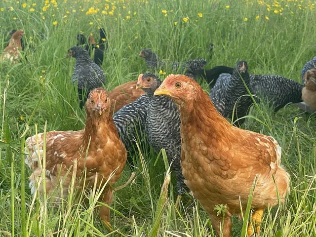 $1,300,000 | 183 Morrie Road, Washington, VT 05675